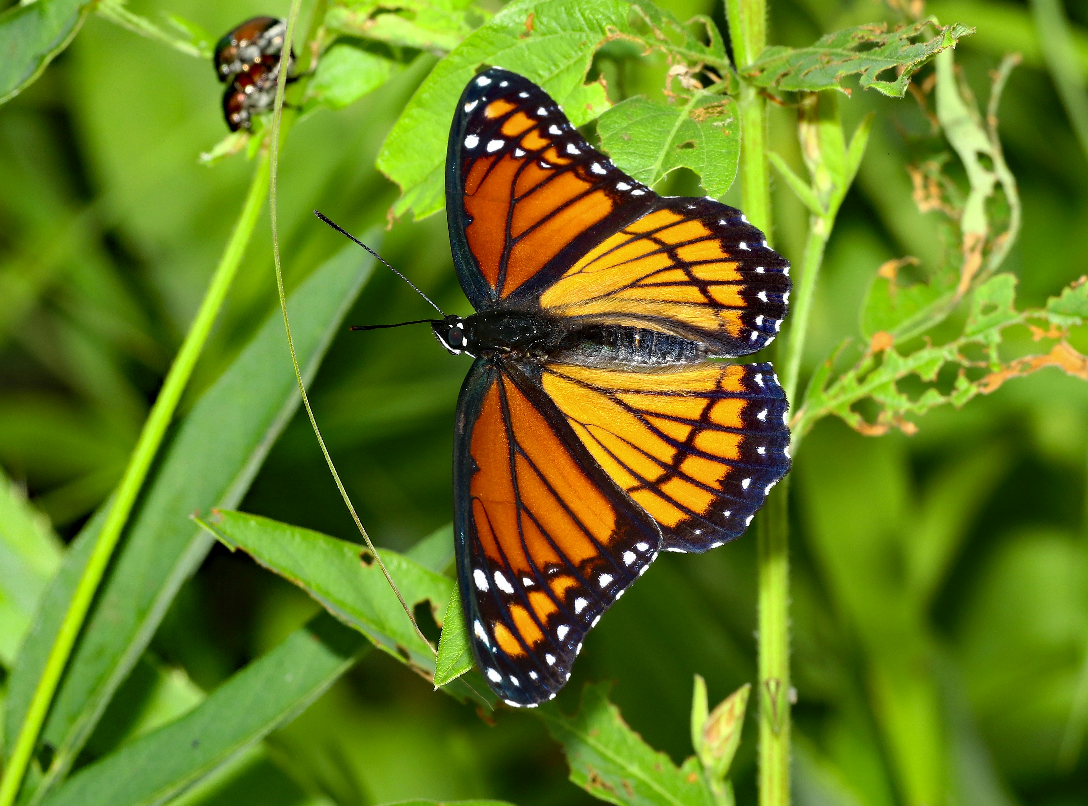 Photo by telliottmbamsc