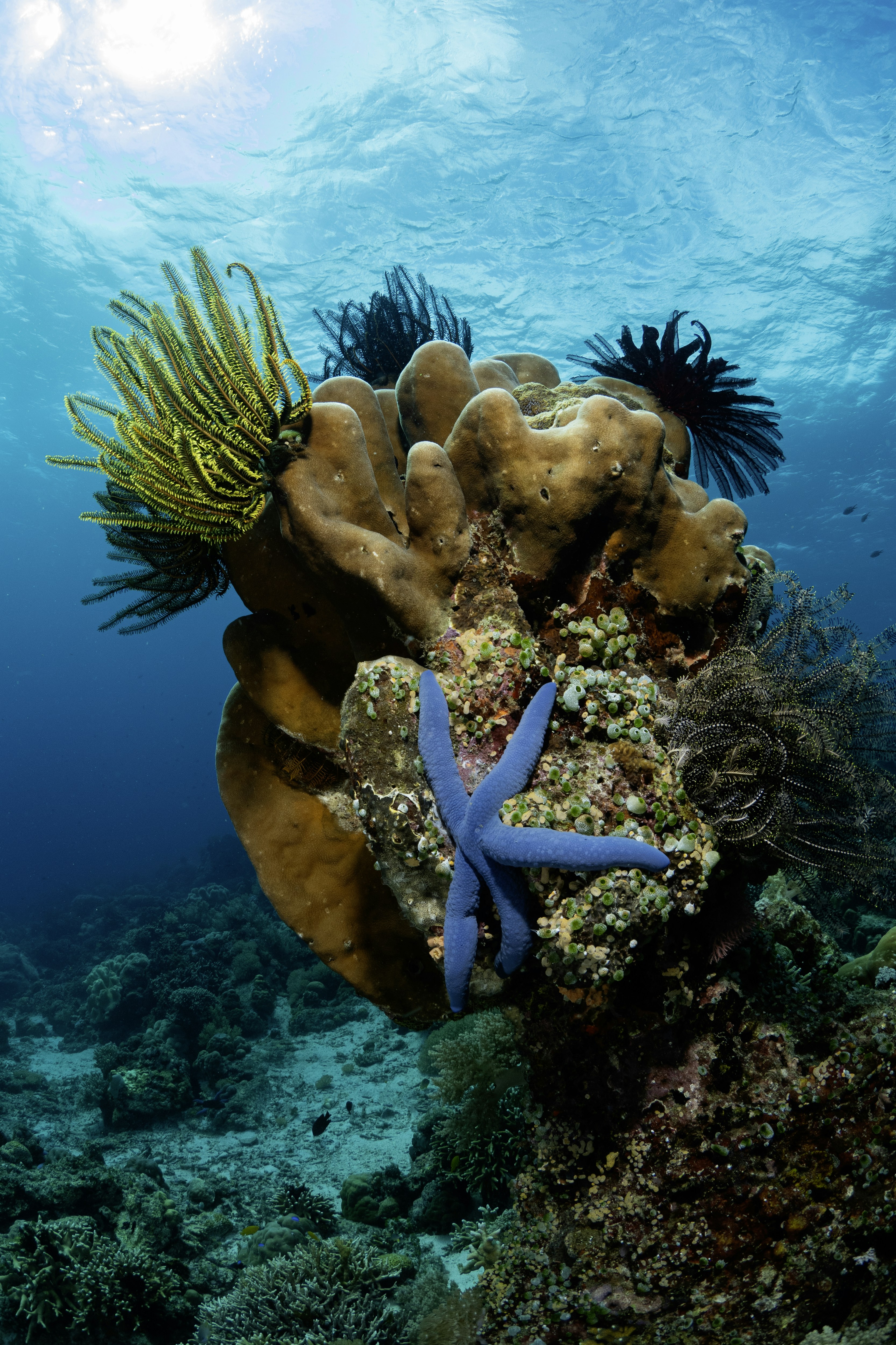 Una estrella de mar en un arrecife de coral en el océano