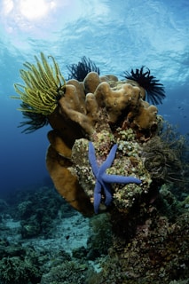 A starfish on a coral reef in the ocean