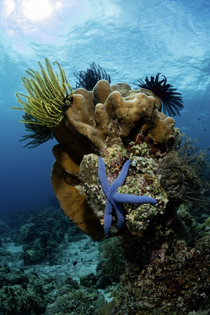 A starfish on a coral reef in the ocean