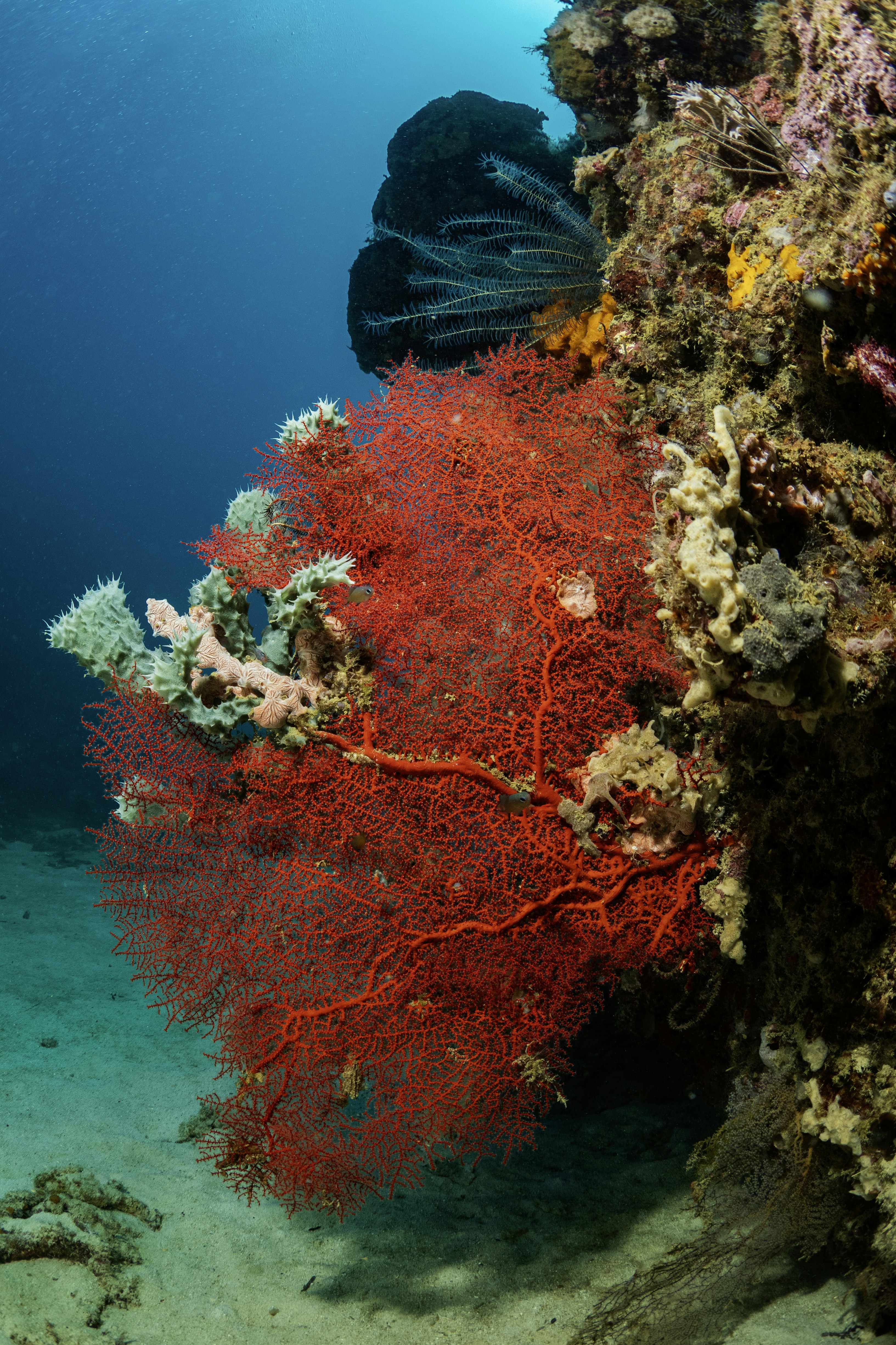 Photo by pascalvendel