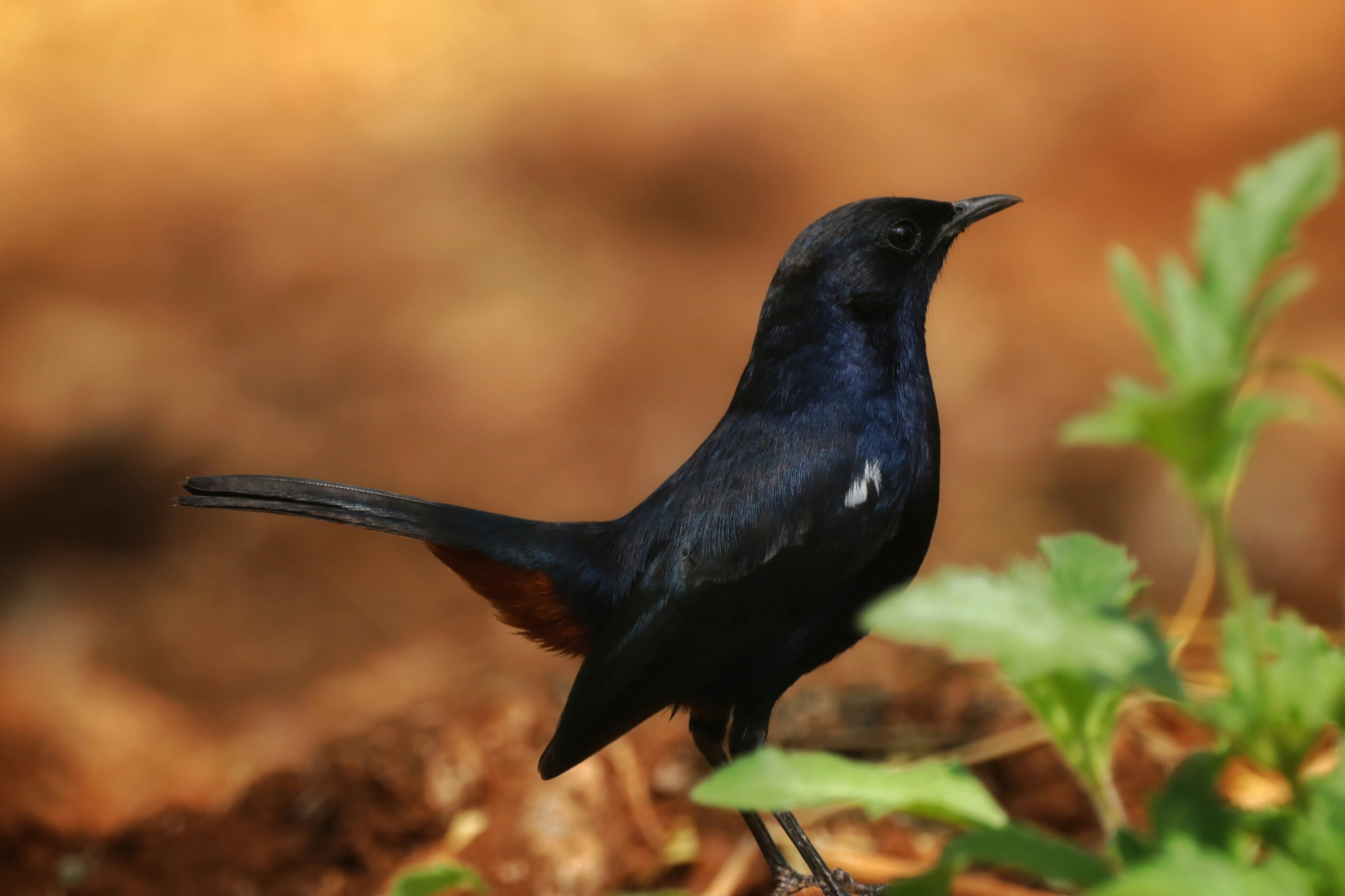 Photo by saiteja_varma