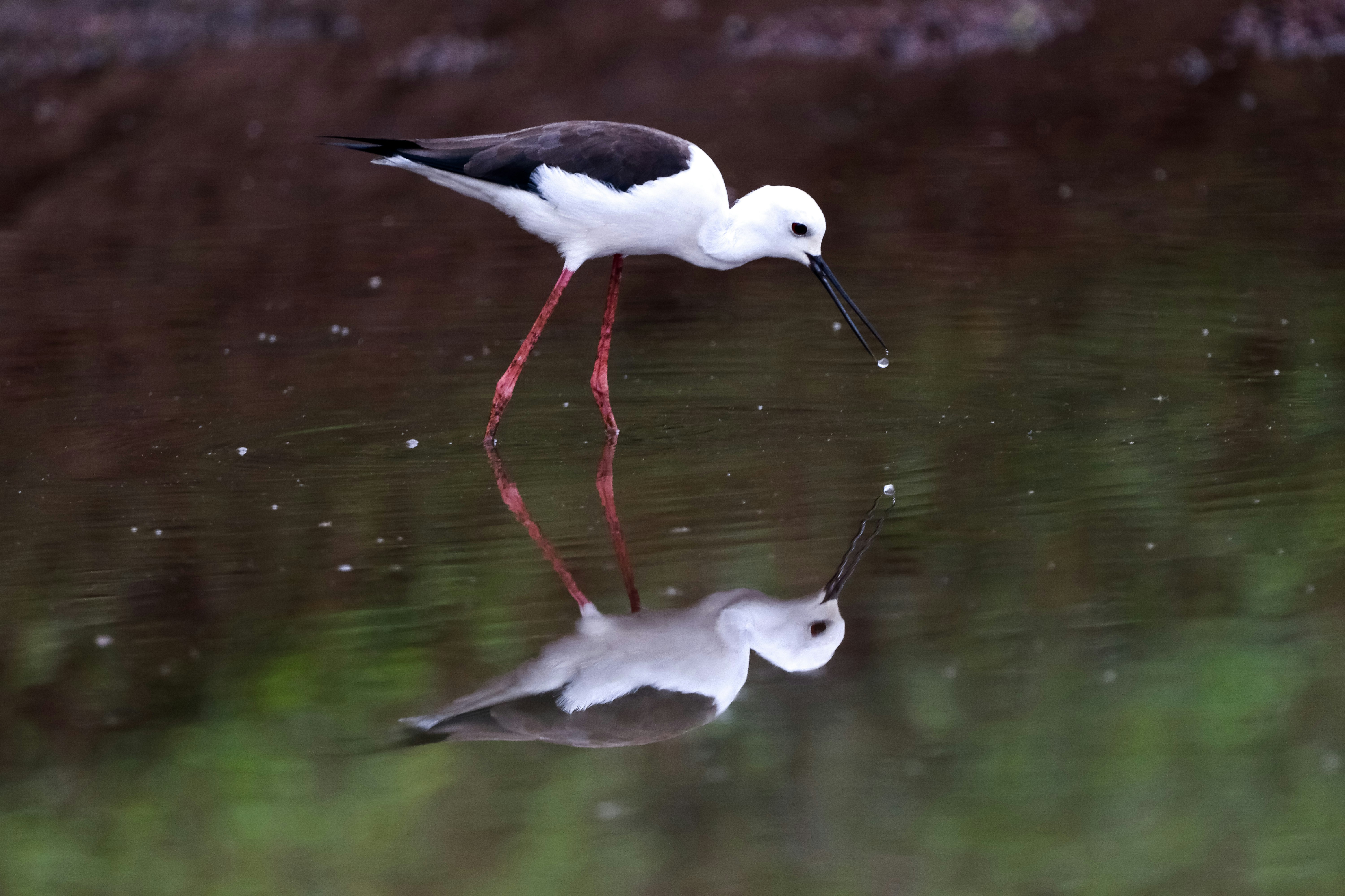 Photo by saiteja_varma