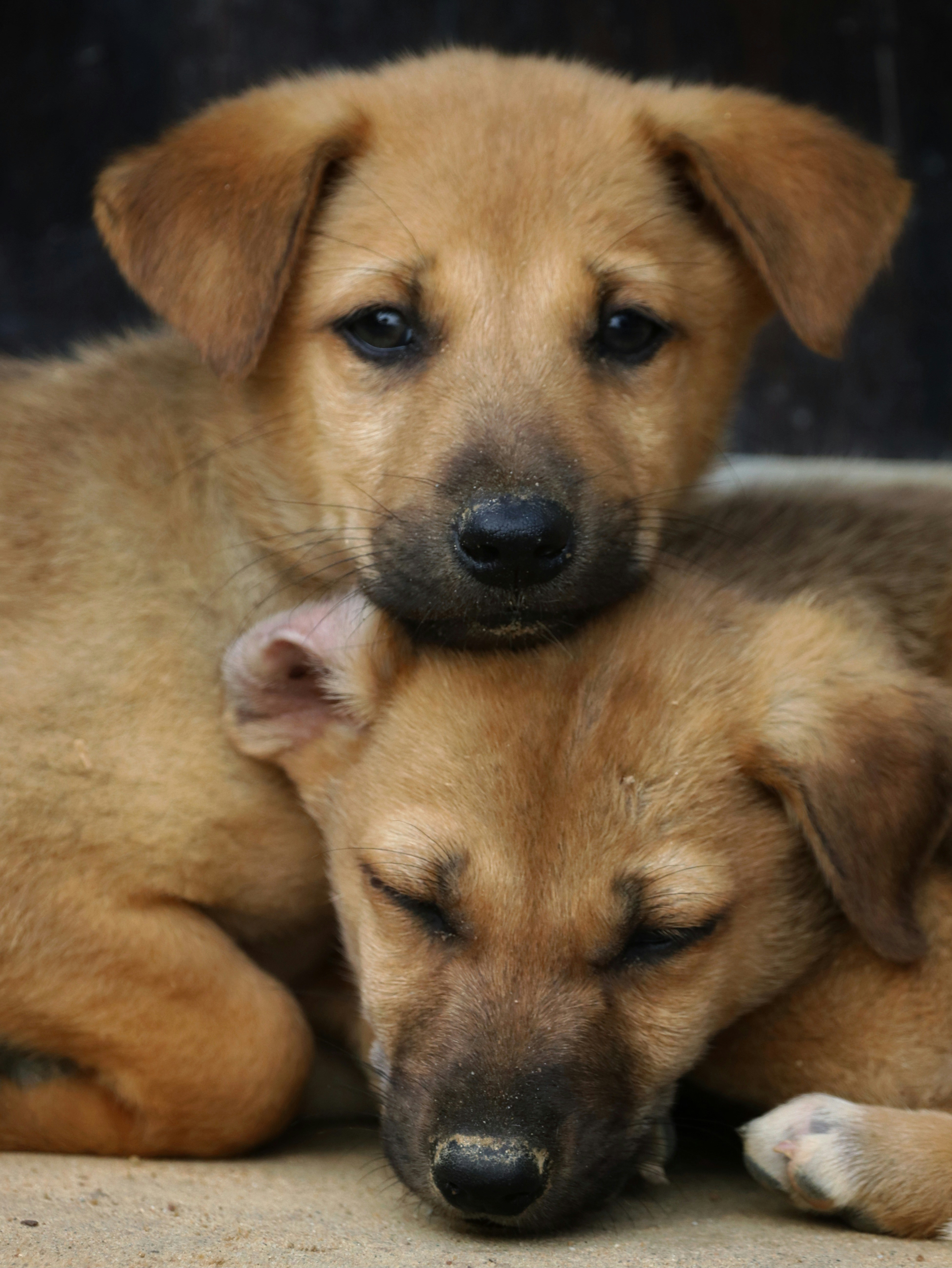 Dos cachorros se acurrucan en el suelo foto – Imagen de Animal gratuita en  Unsplash, image size:3000x3997