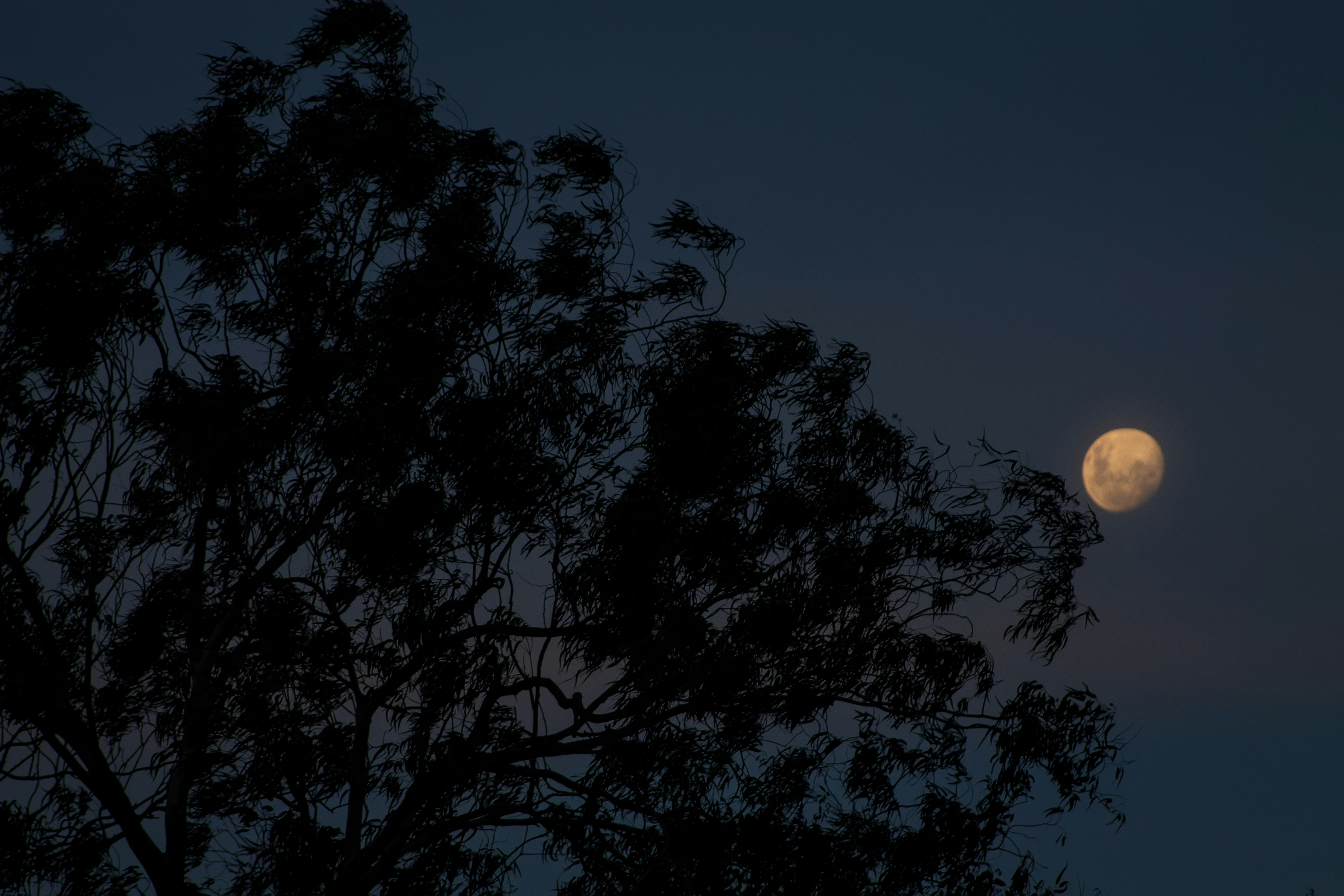 Photo by henrique_djenole