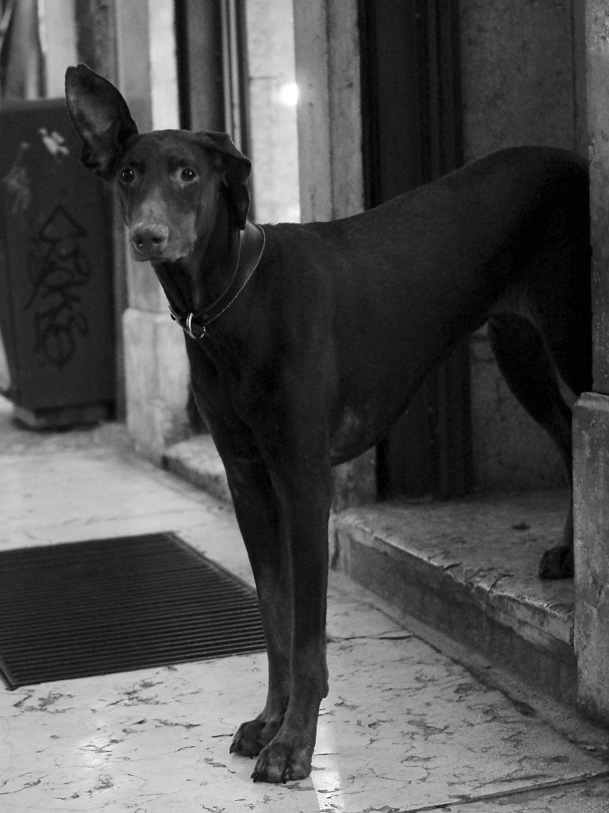A black dog standing on a sidewalk next to a building