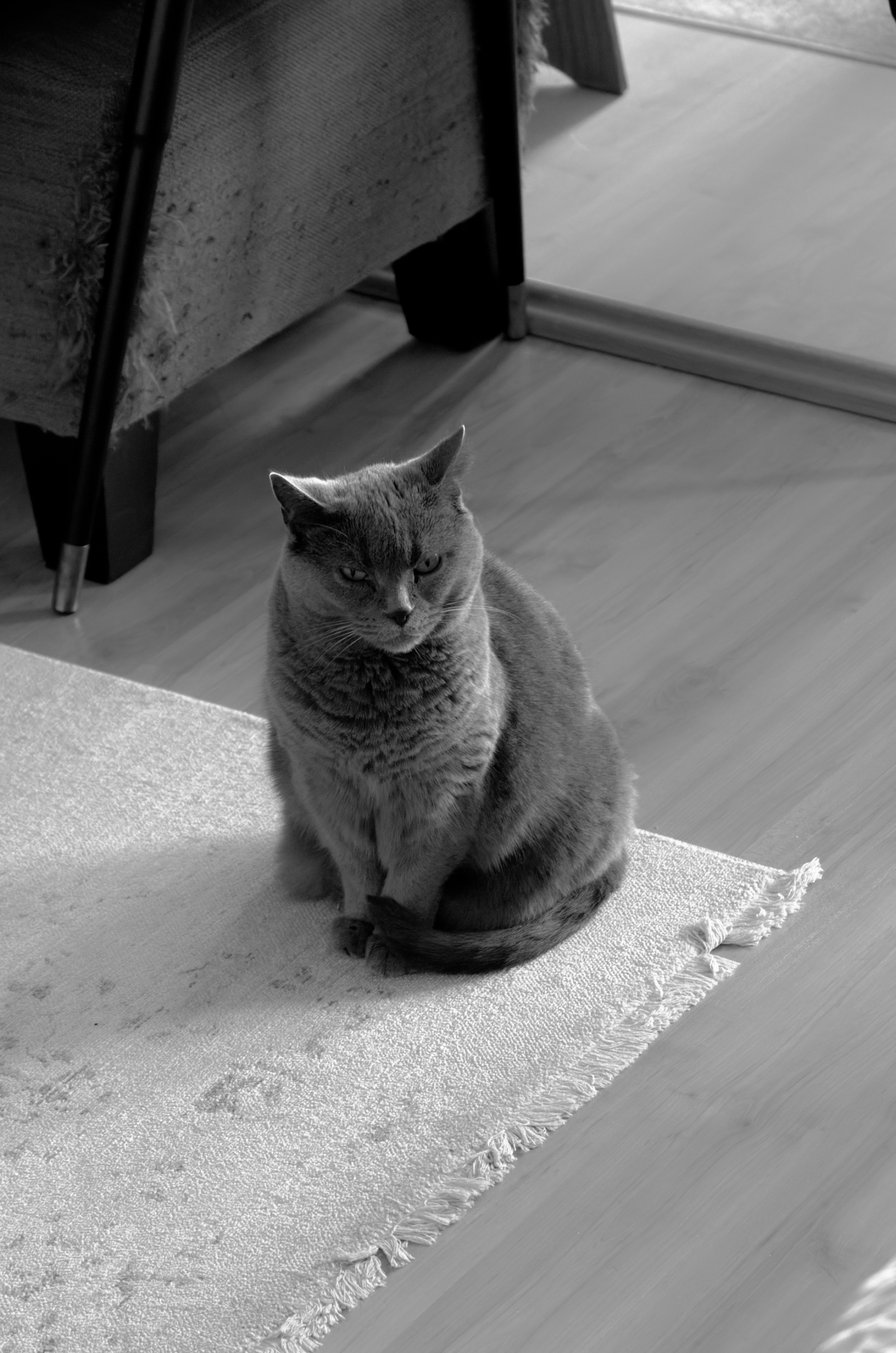 Chartreux (image credits: unsplash)