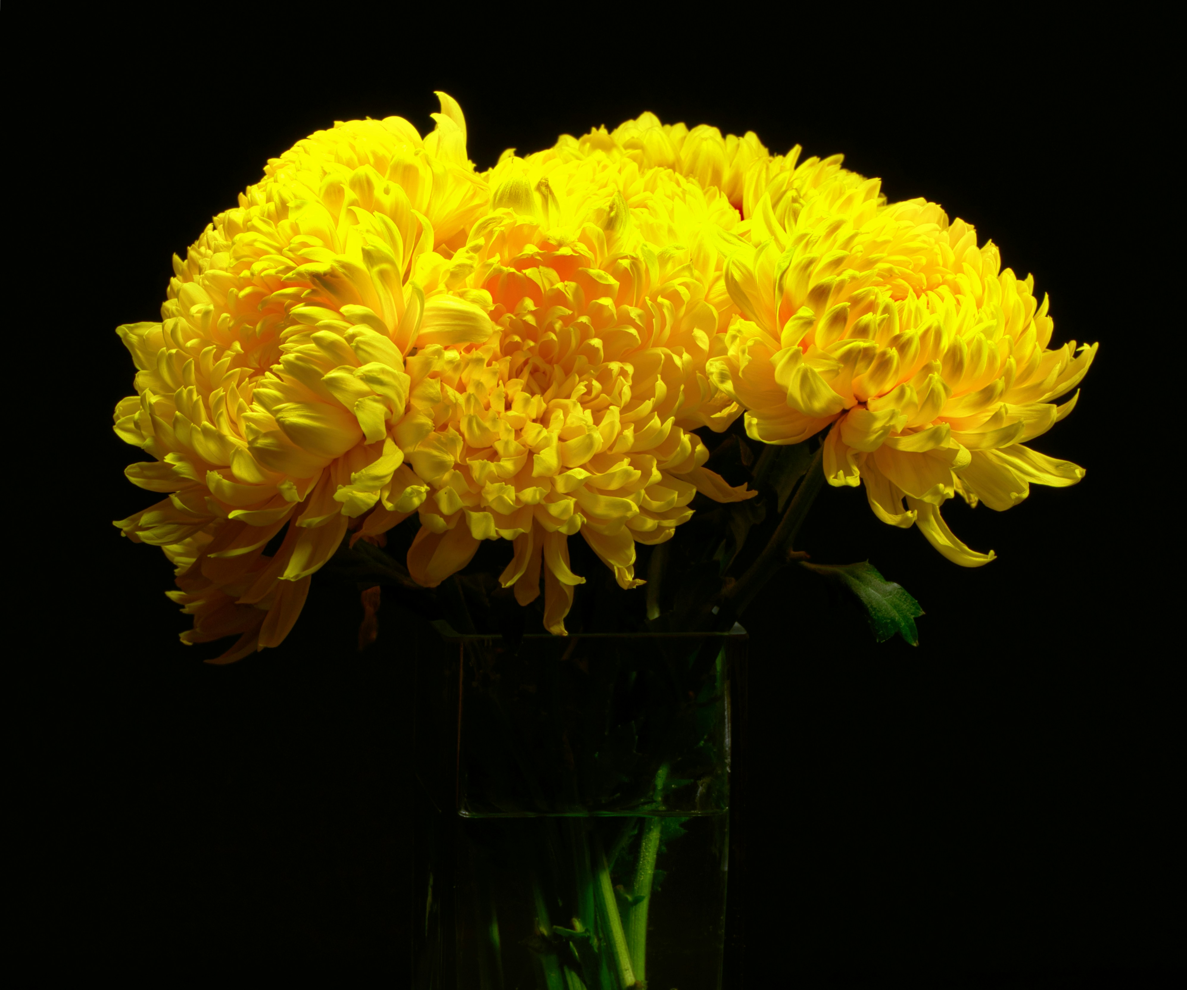 A vase filled with yellow flowers on top of a table photo – Free Yellow ...