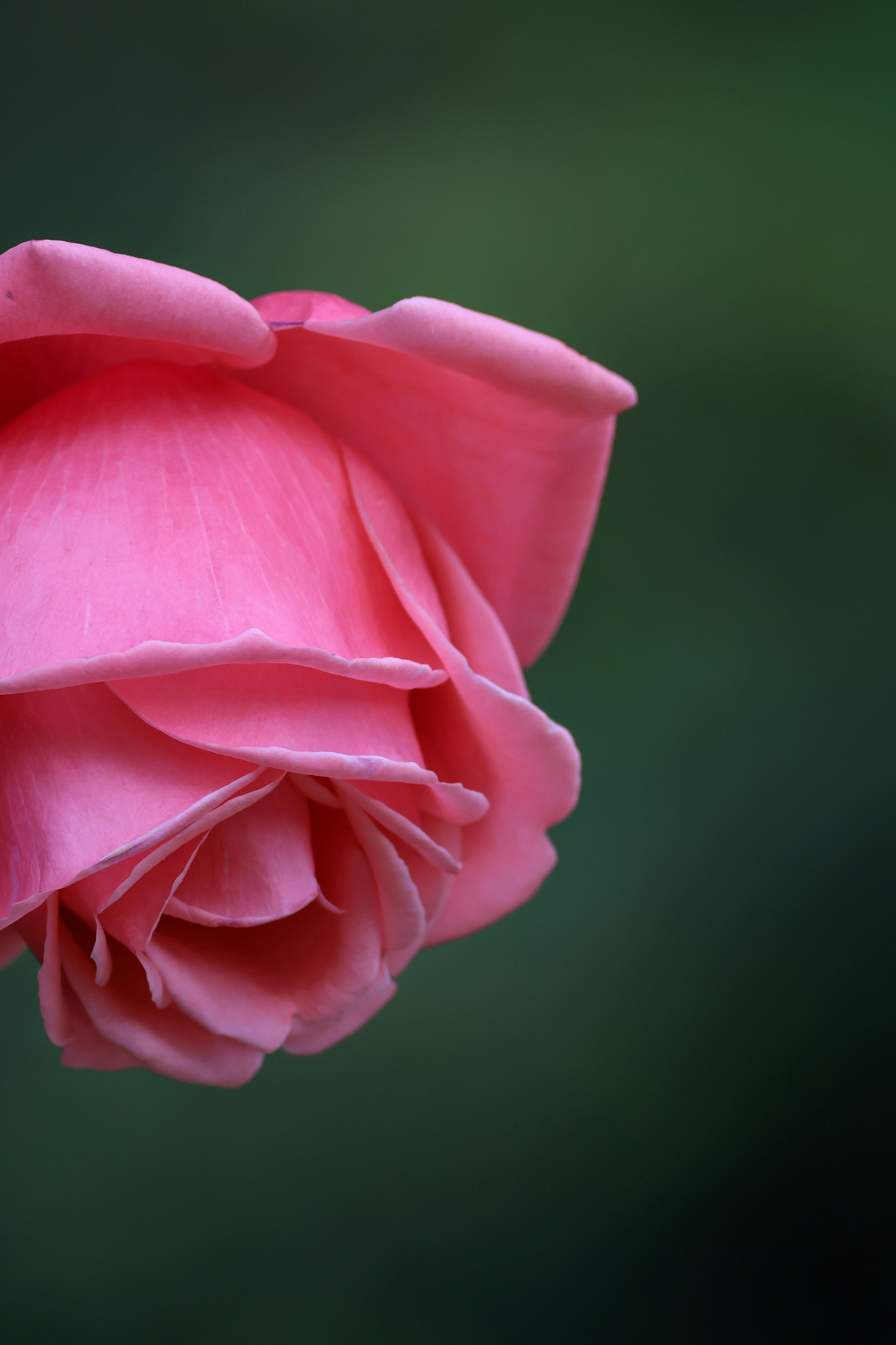 Photo by dickenslin76