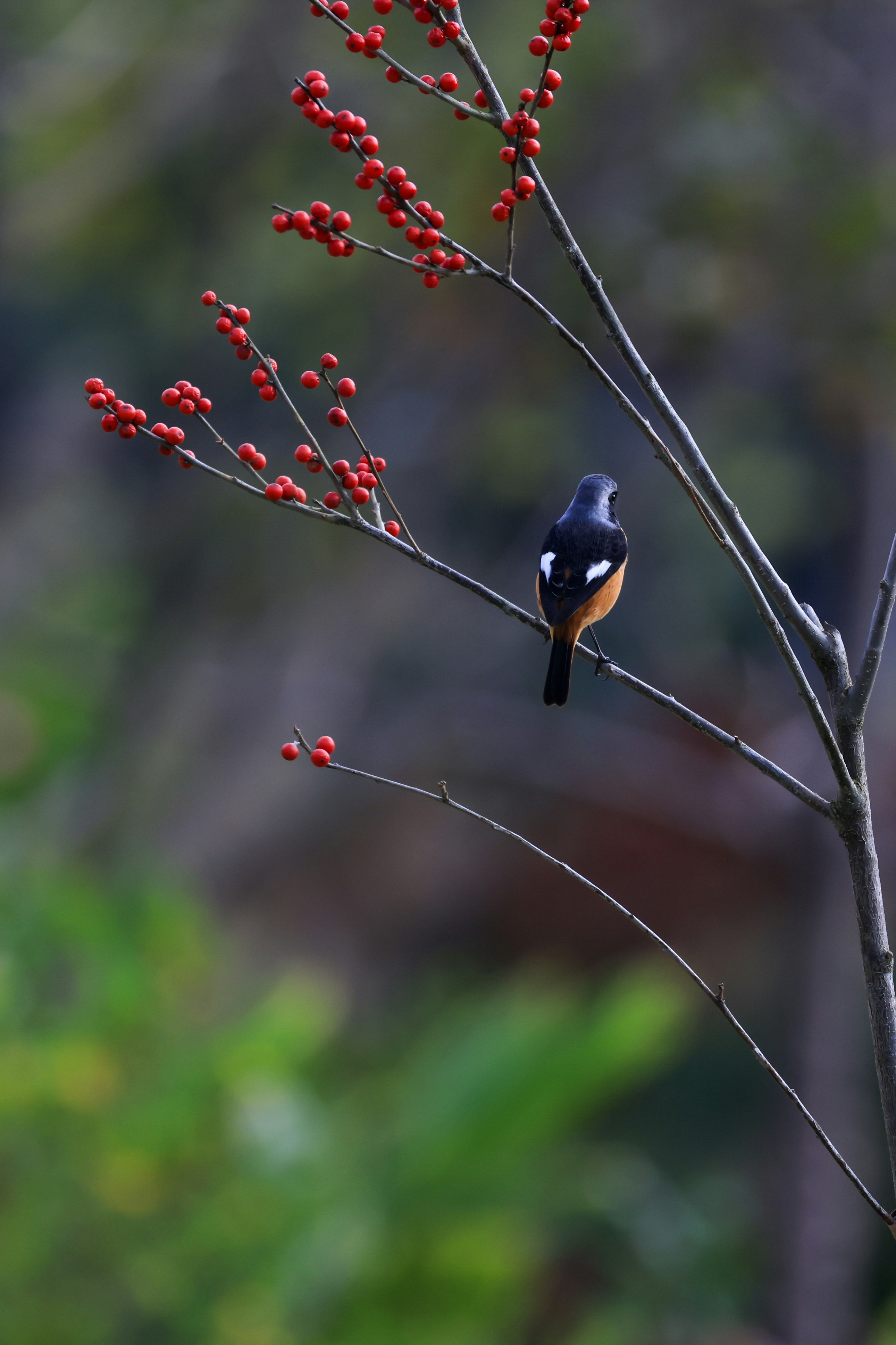 Photo by dickenslin76