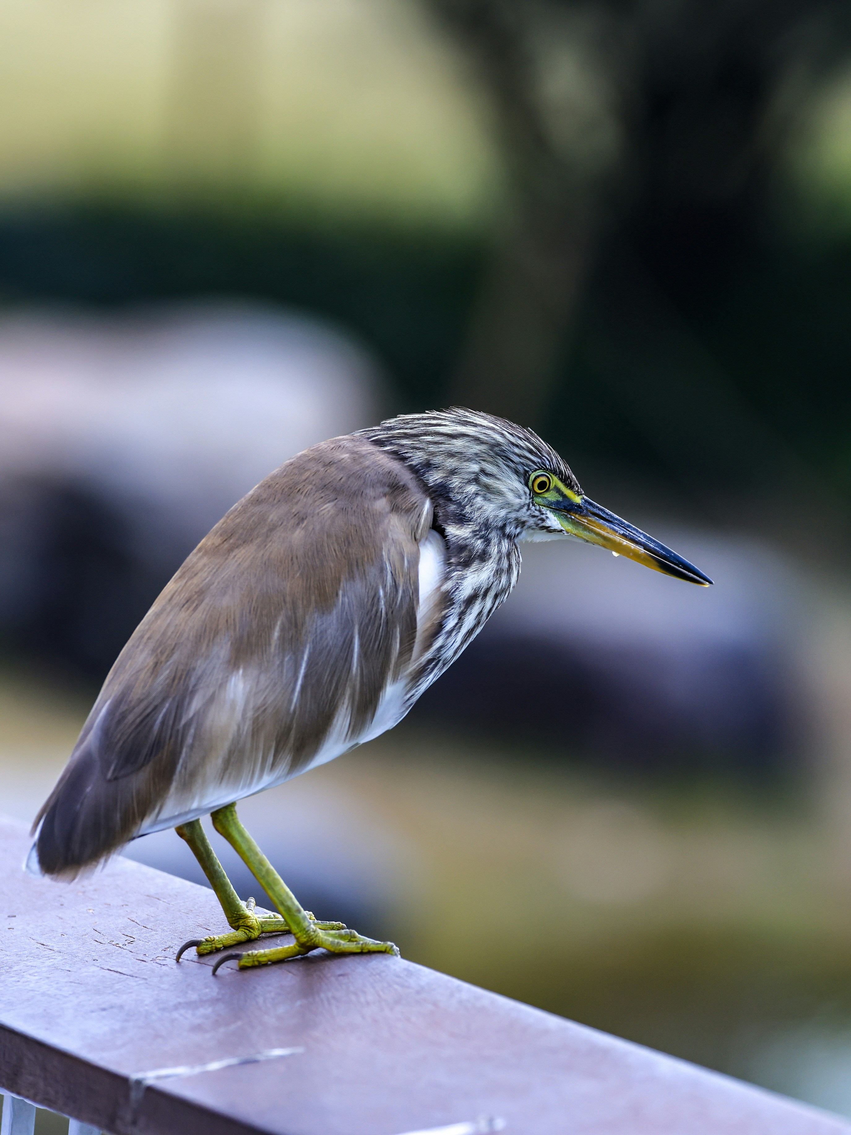 Photo by dickenslin76