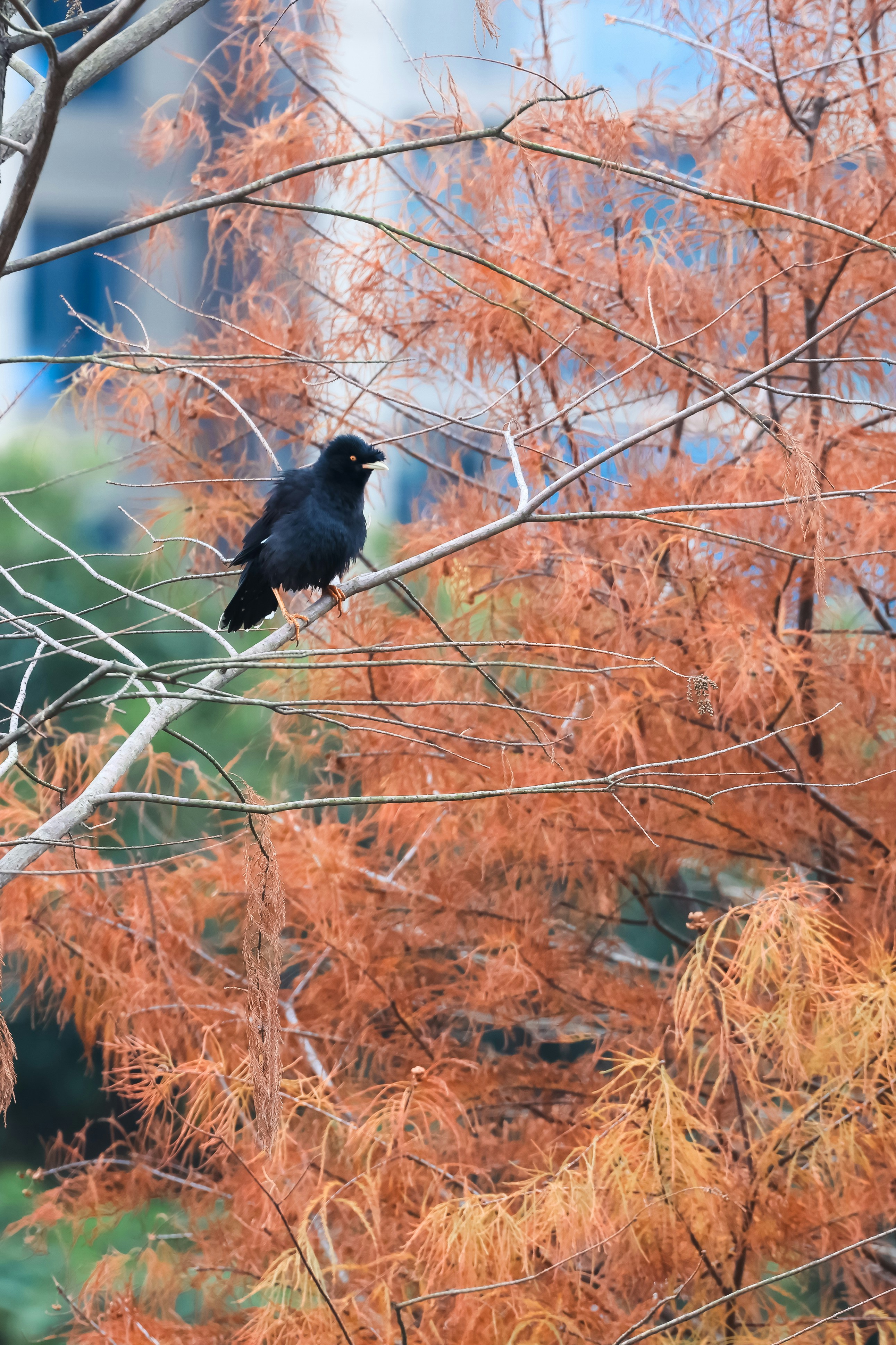 Photo by dickenslin76