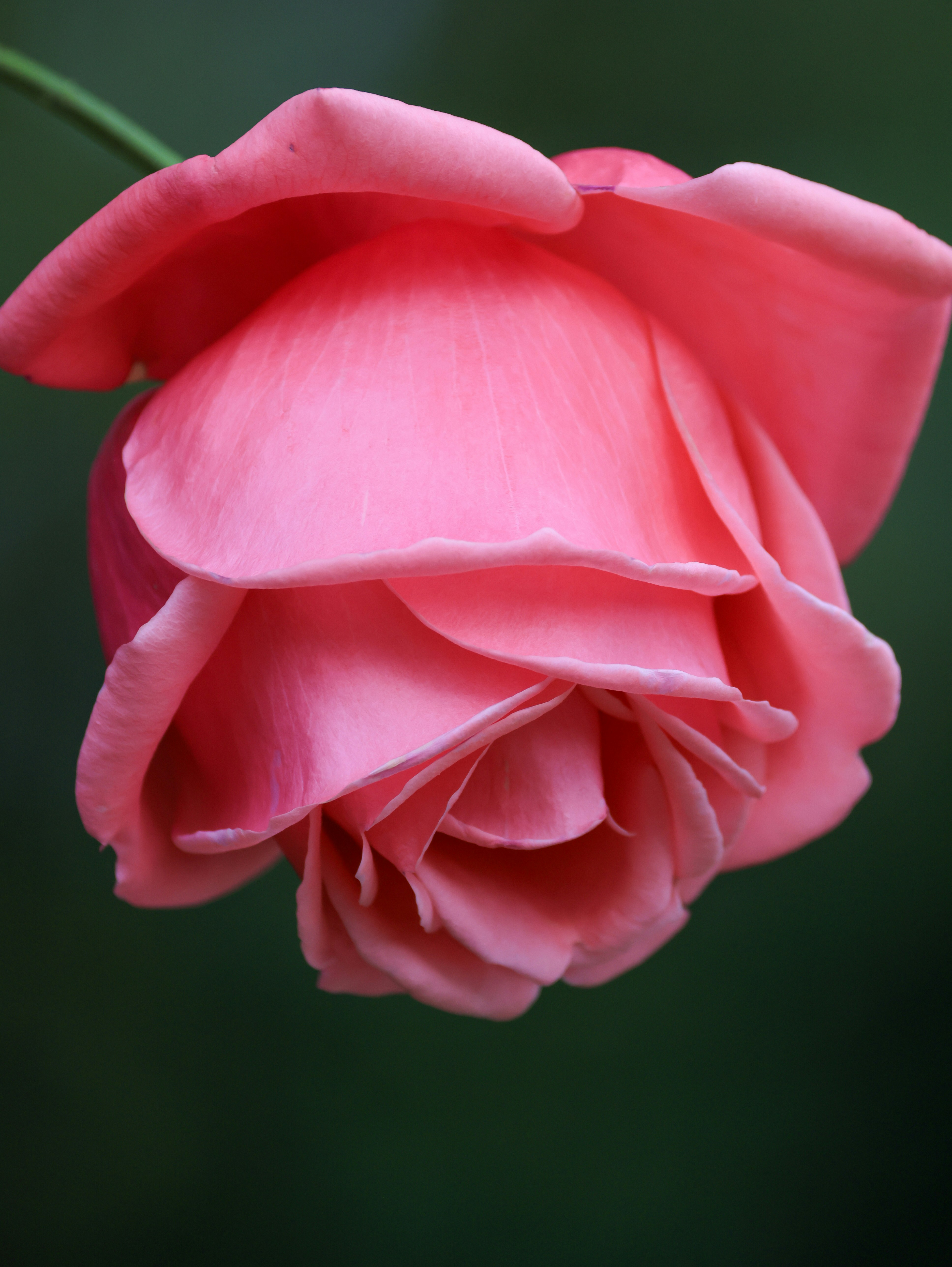 Photo by dickenslin76