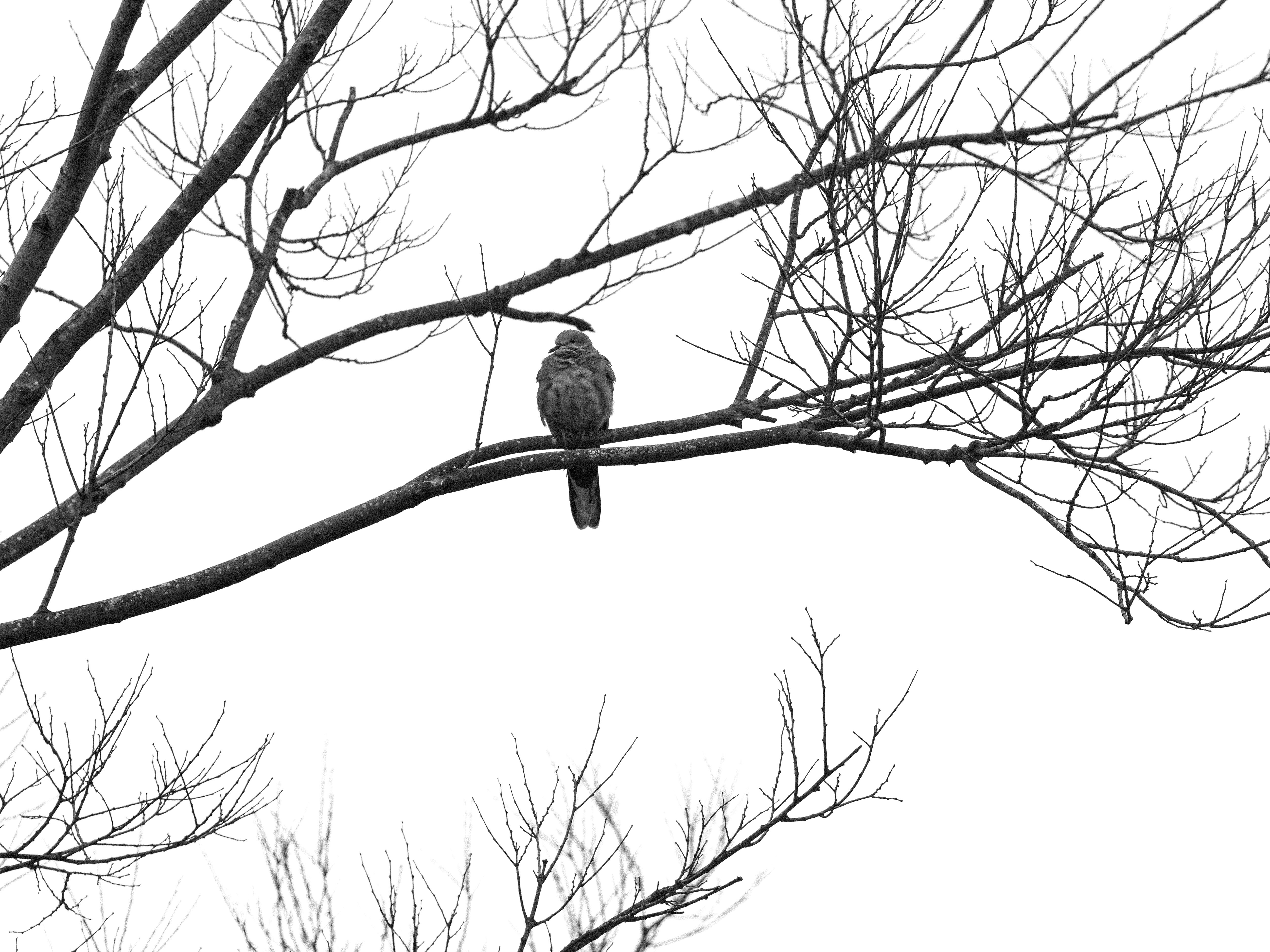 Photo by dickenslin76