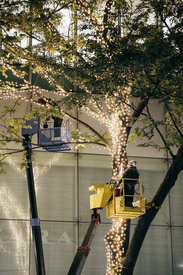 Crew member wrapping a tall tree with Christmas lights from a lift