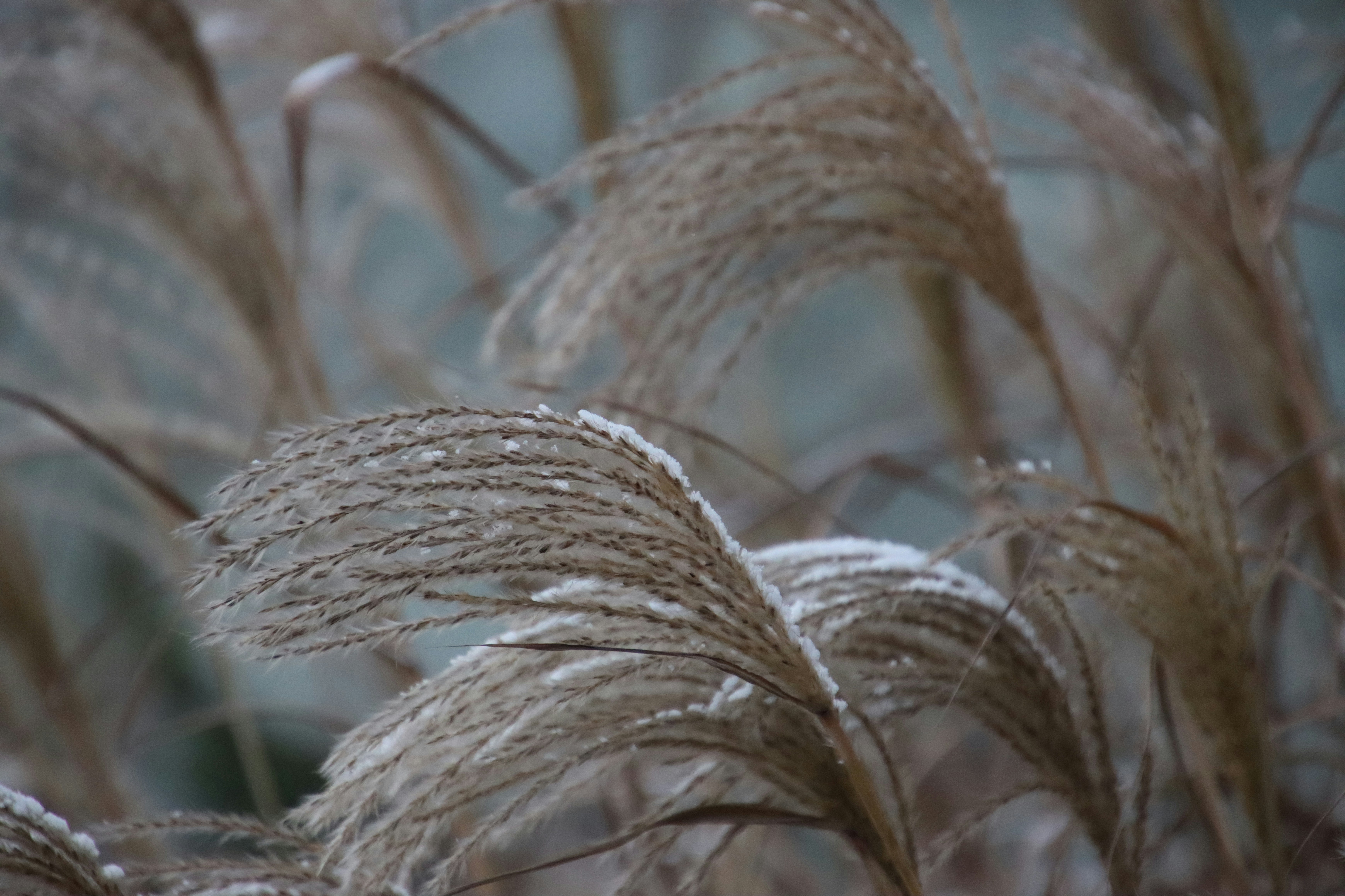 A close up of a bunch of dry grass