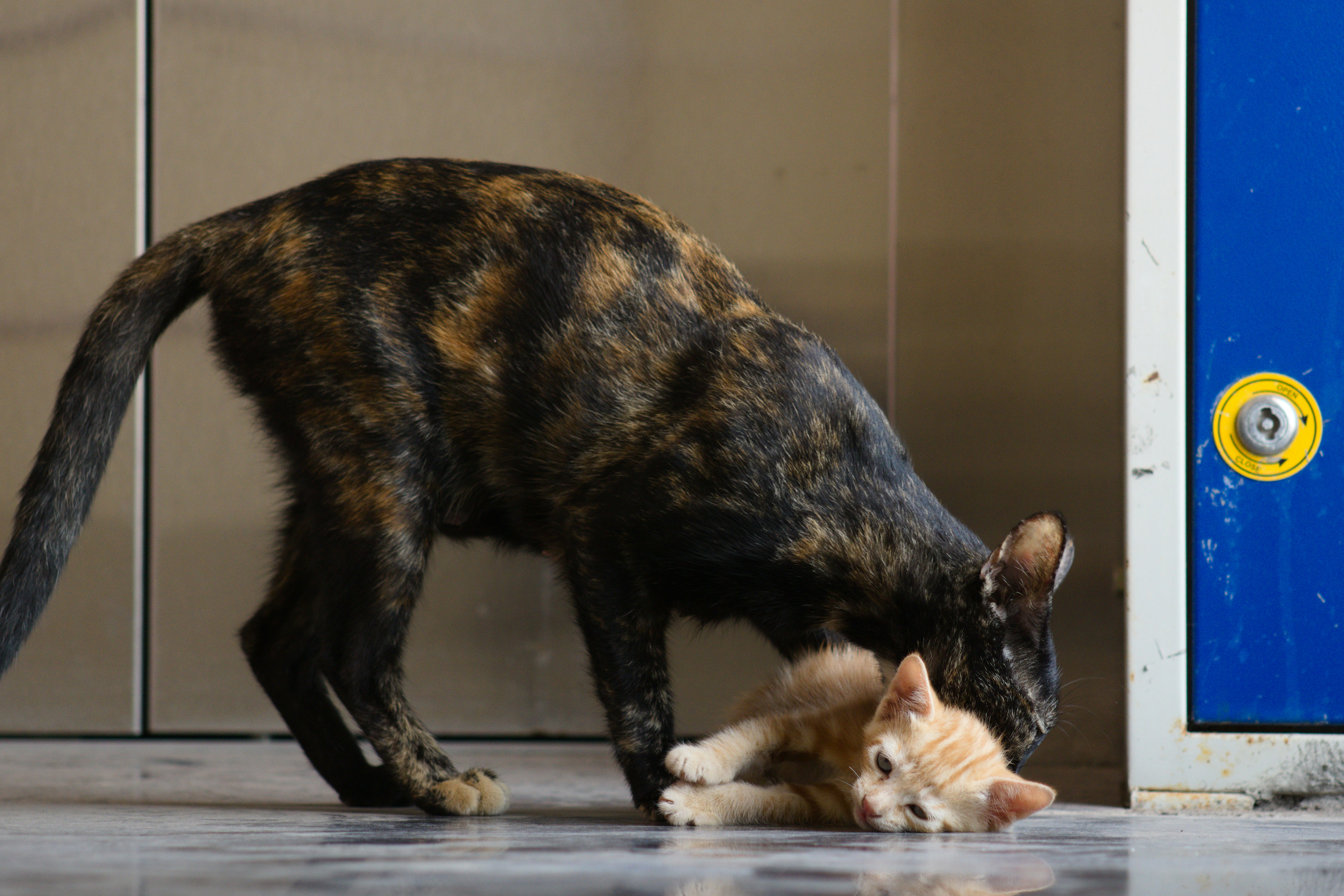 Katze pflegt ein anderes Tier