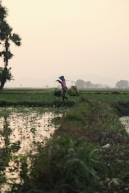 A person in a field with a tractor