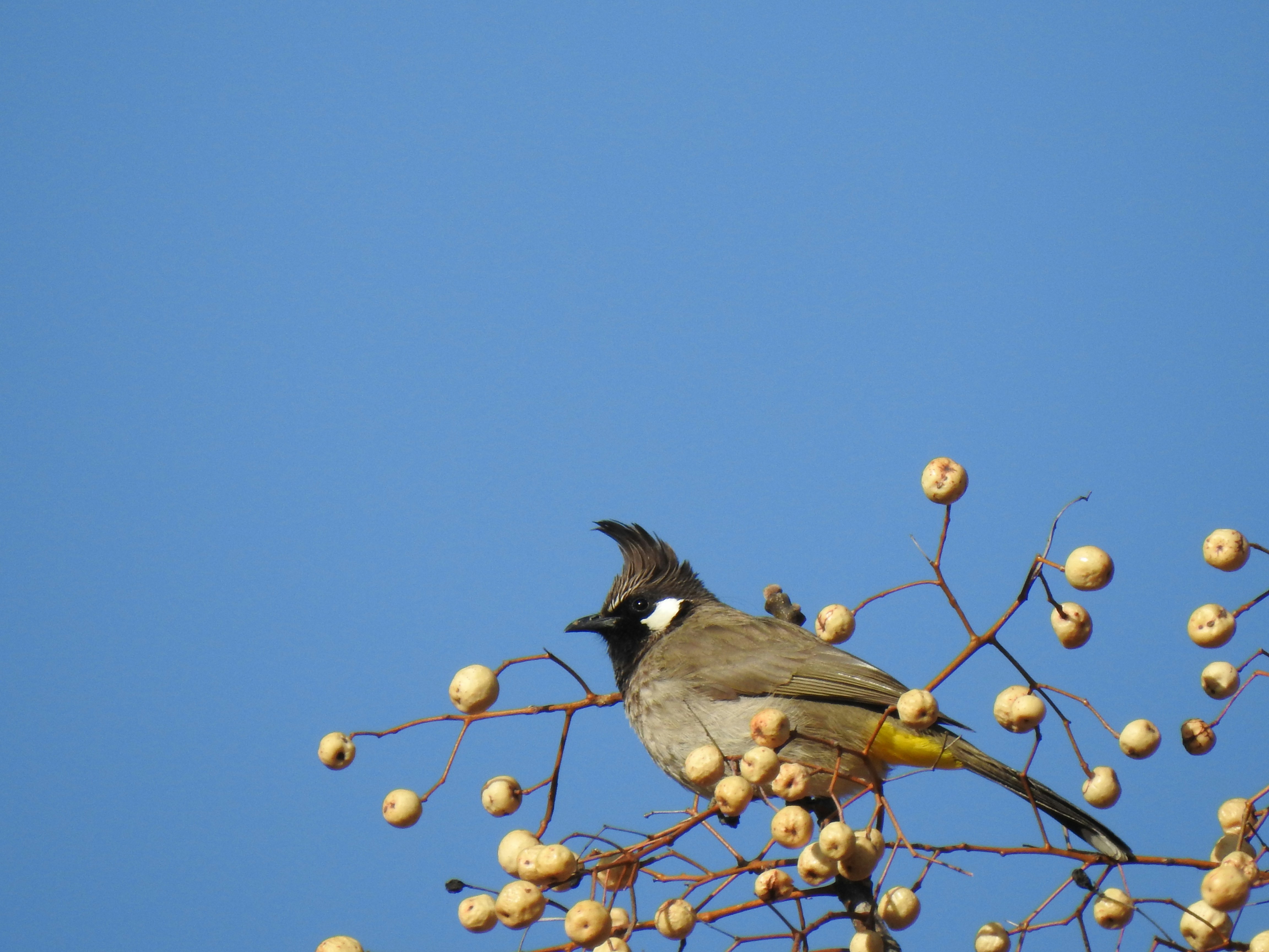 Photo by aditipanatu95