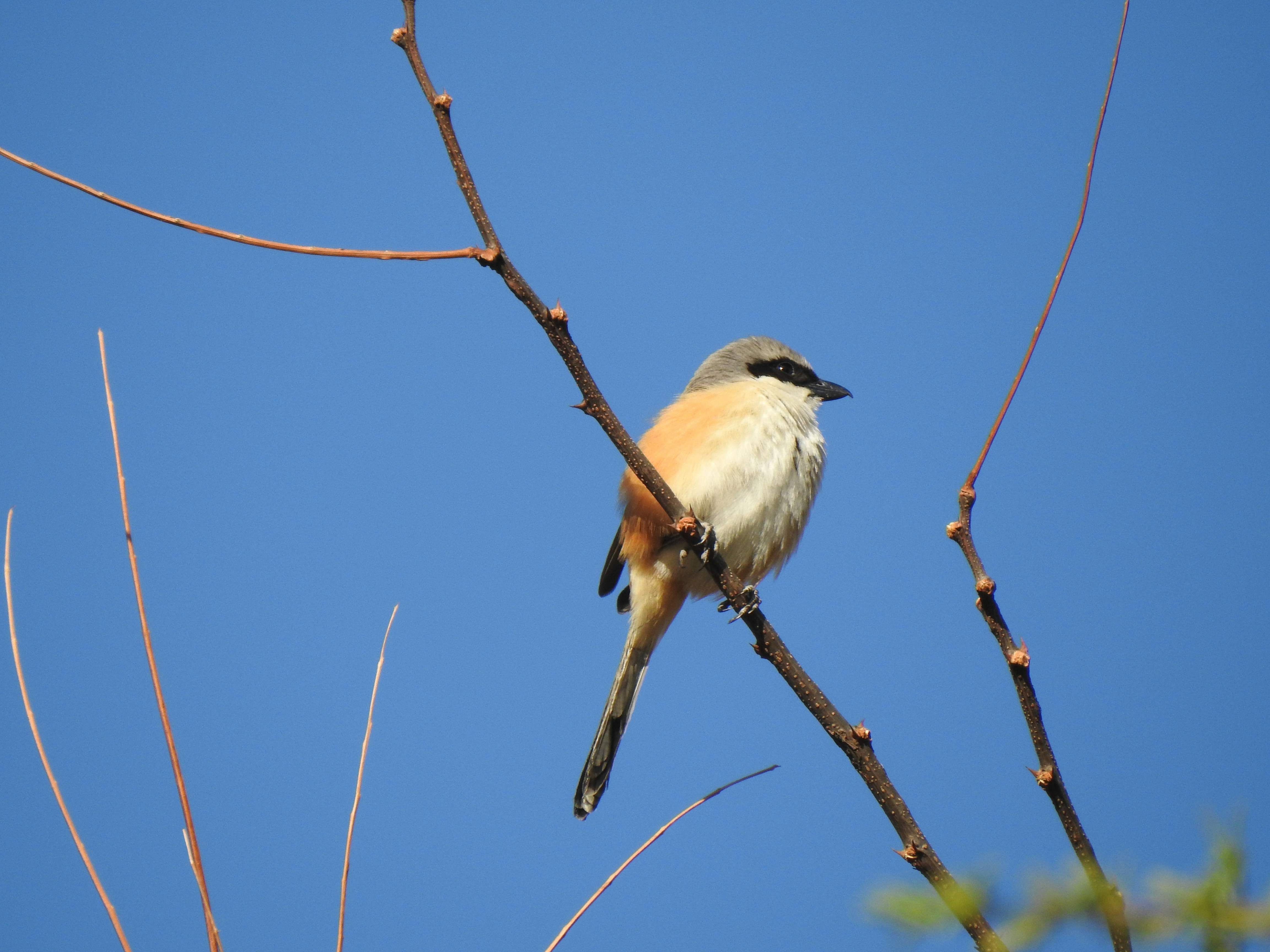 Photo by aditipanatu95