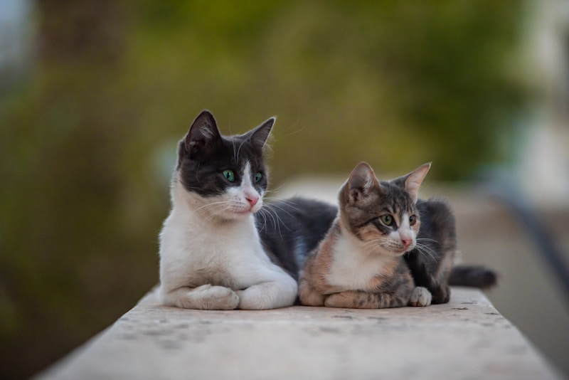 Casal elegante descansando juntos