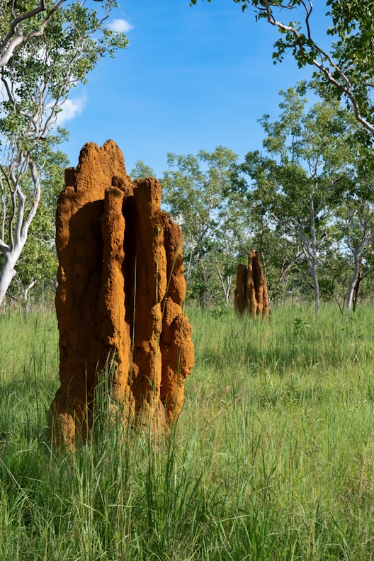 A group of rocks sitting in the middle of a field