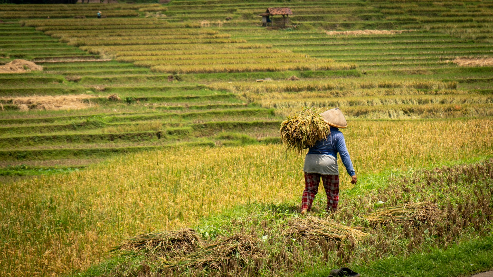 A woman walking across a lush green field