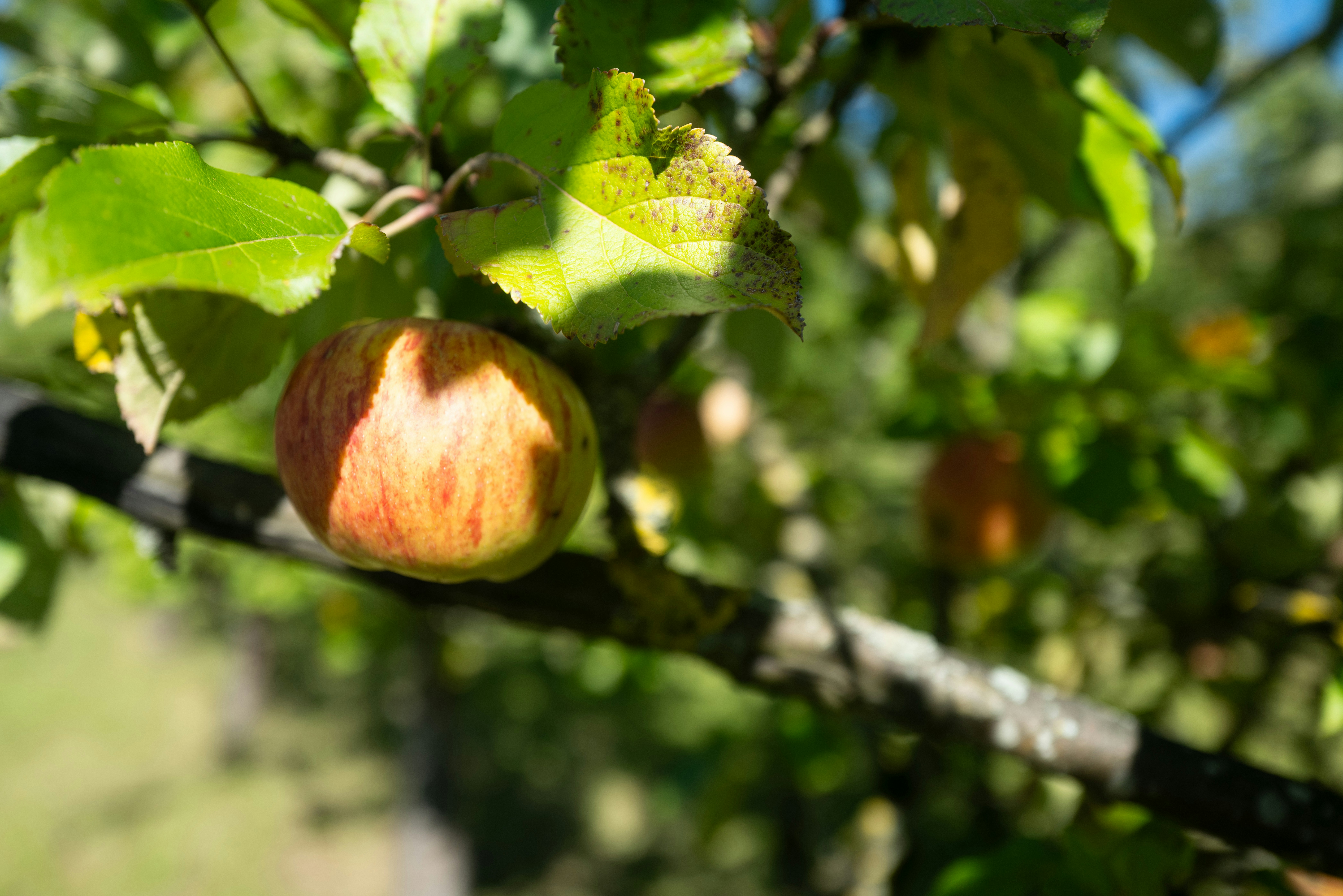 Photo by beingorganicineu