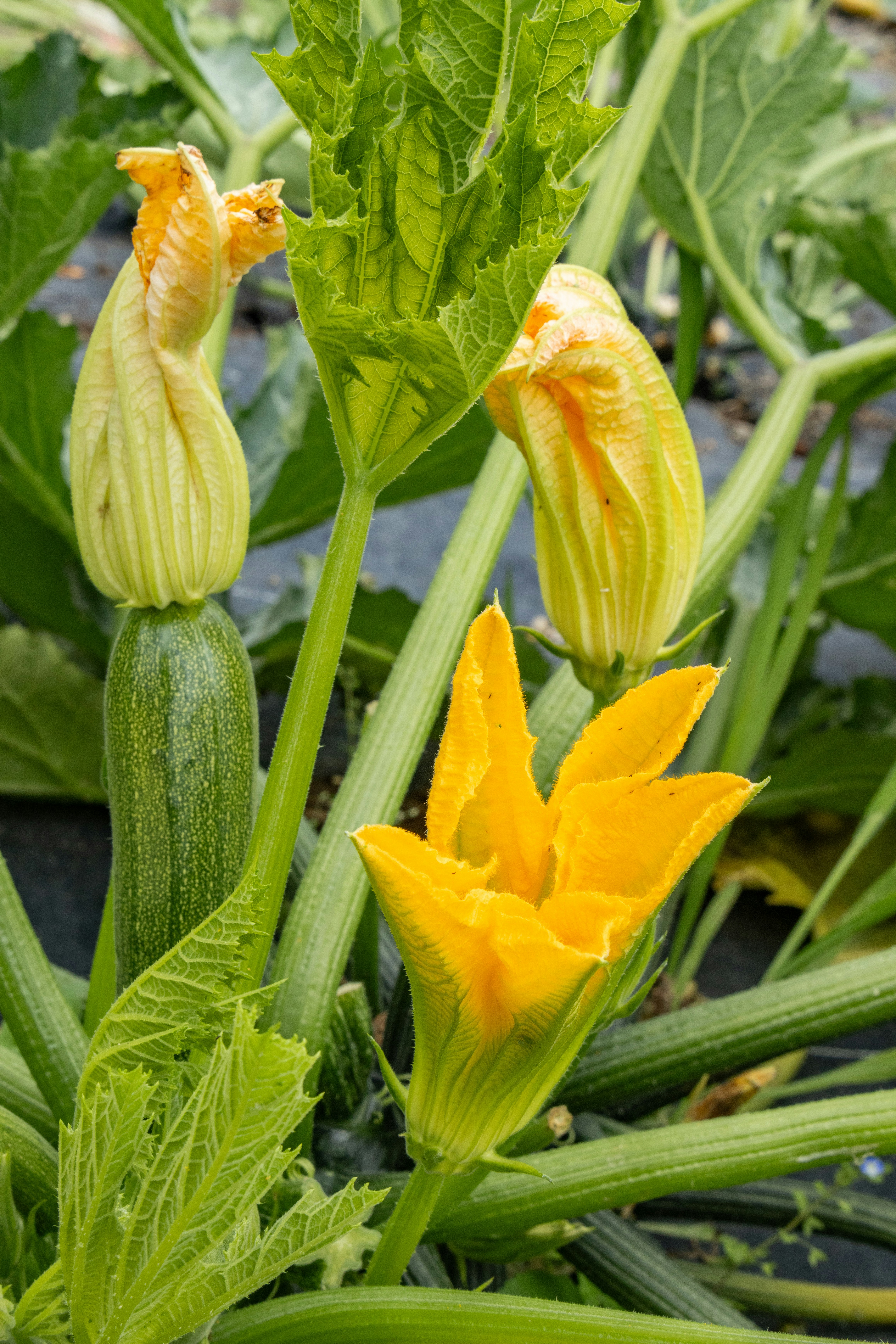 Photo by beingorganicineu