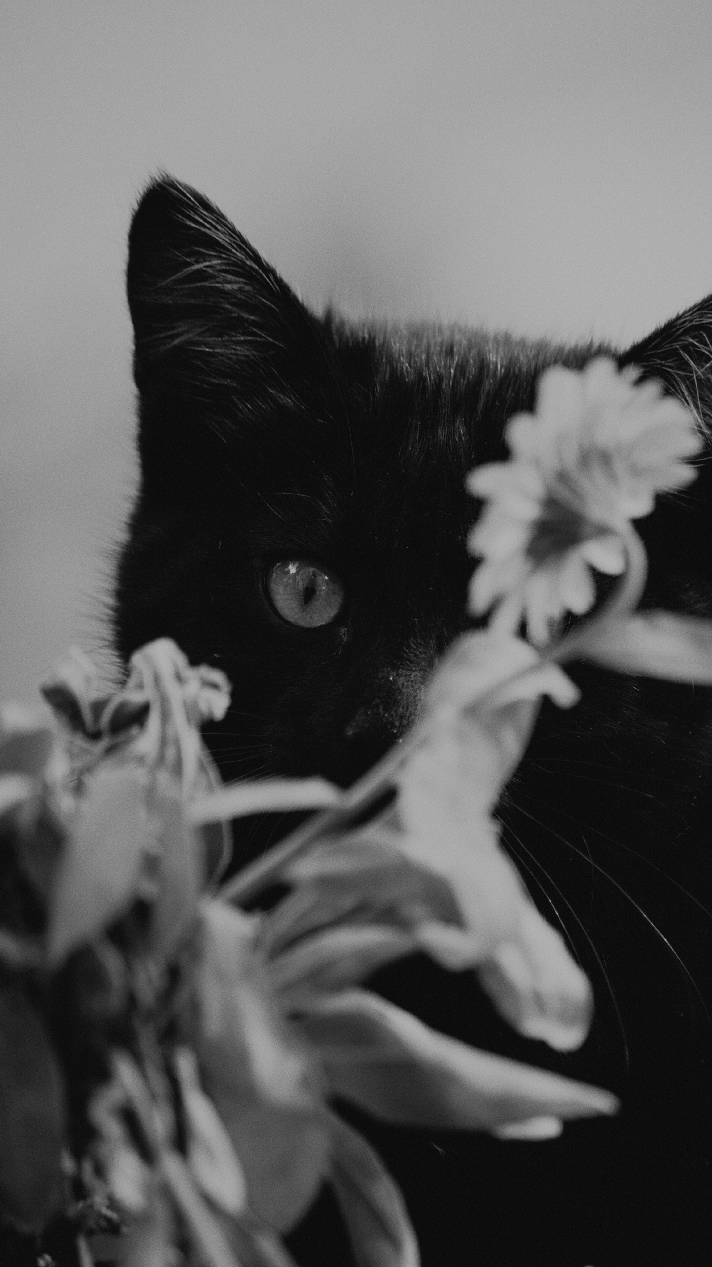 Cats Foster Emotional Independence (image credits: unsplash)