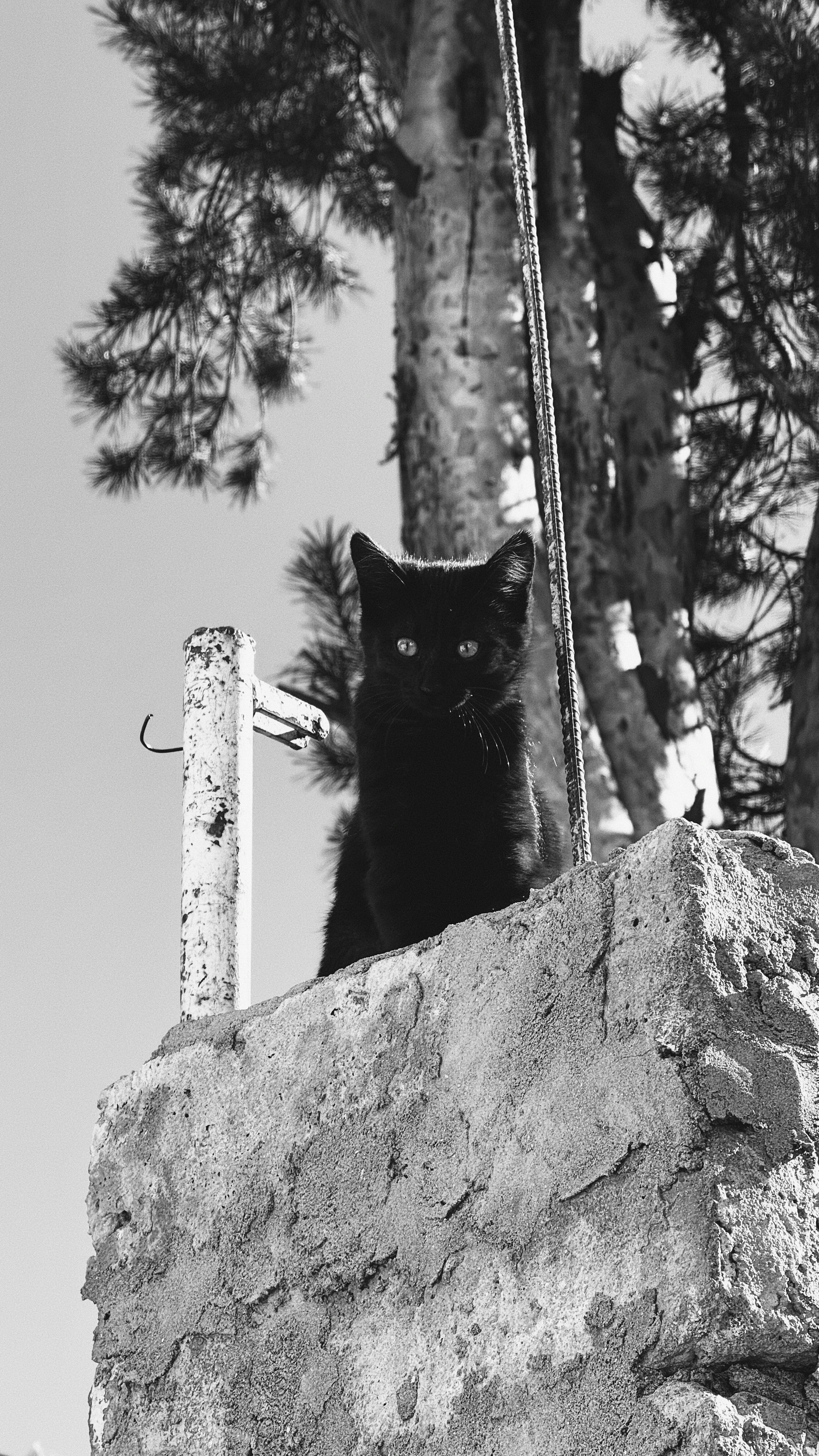 Mystery That Sparks Curiosity and Awe (image credits: unsplash)