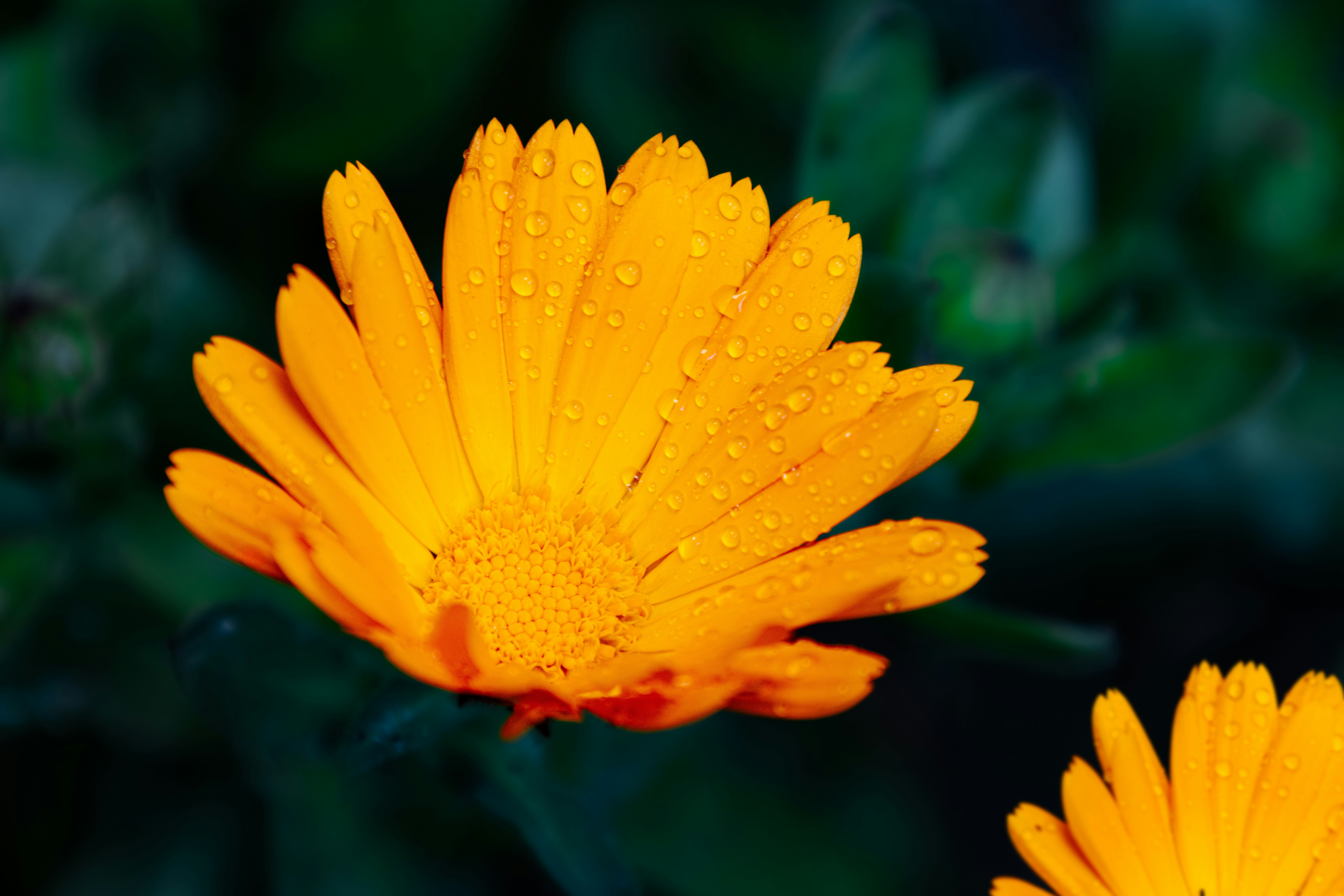 Photo by abushihabmarey