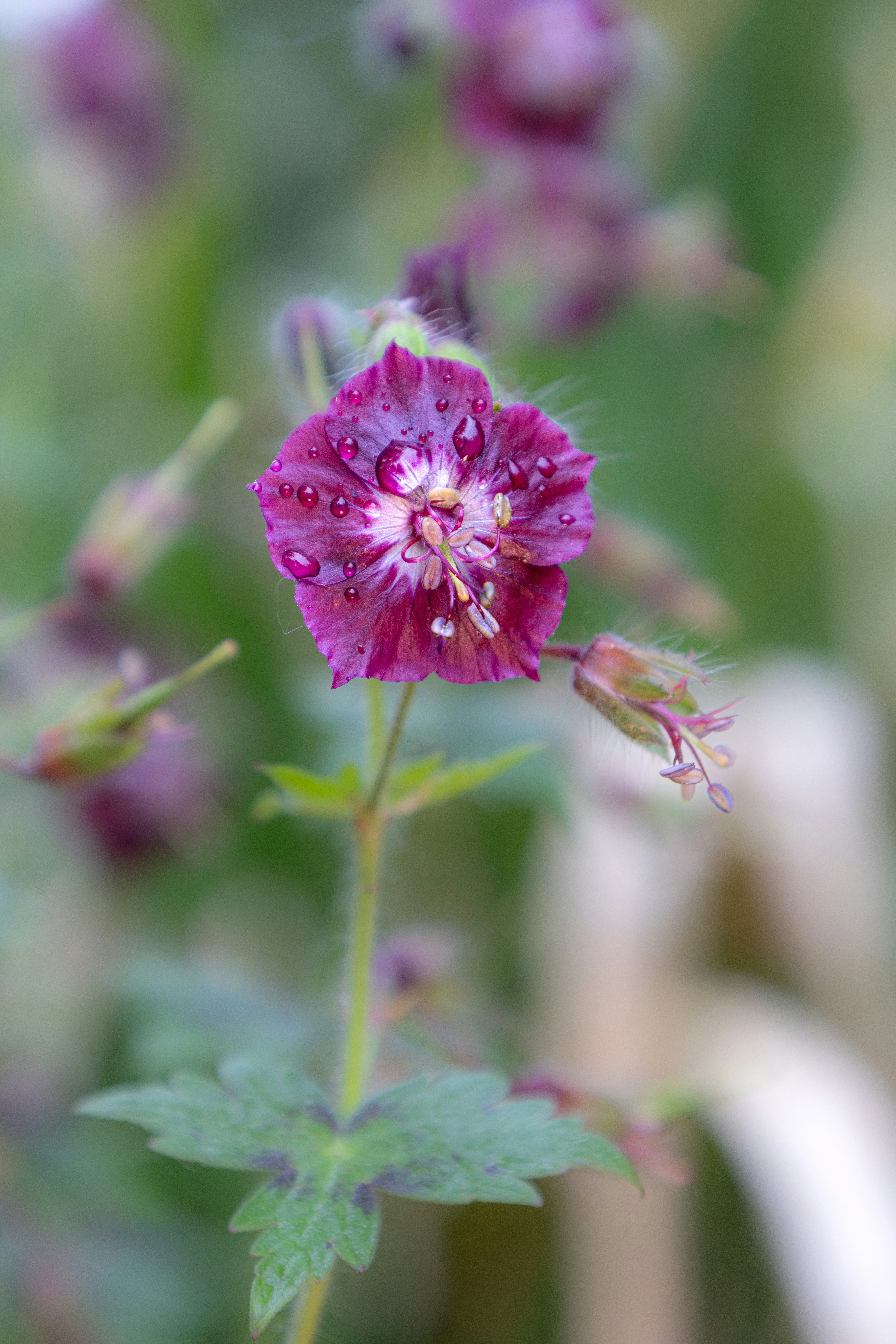 Photo by abushihabmarey