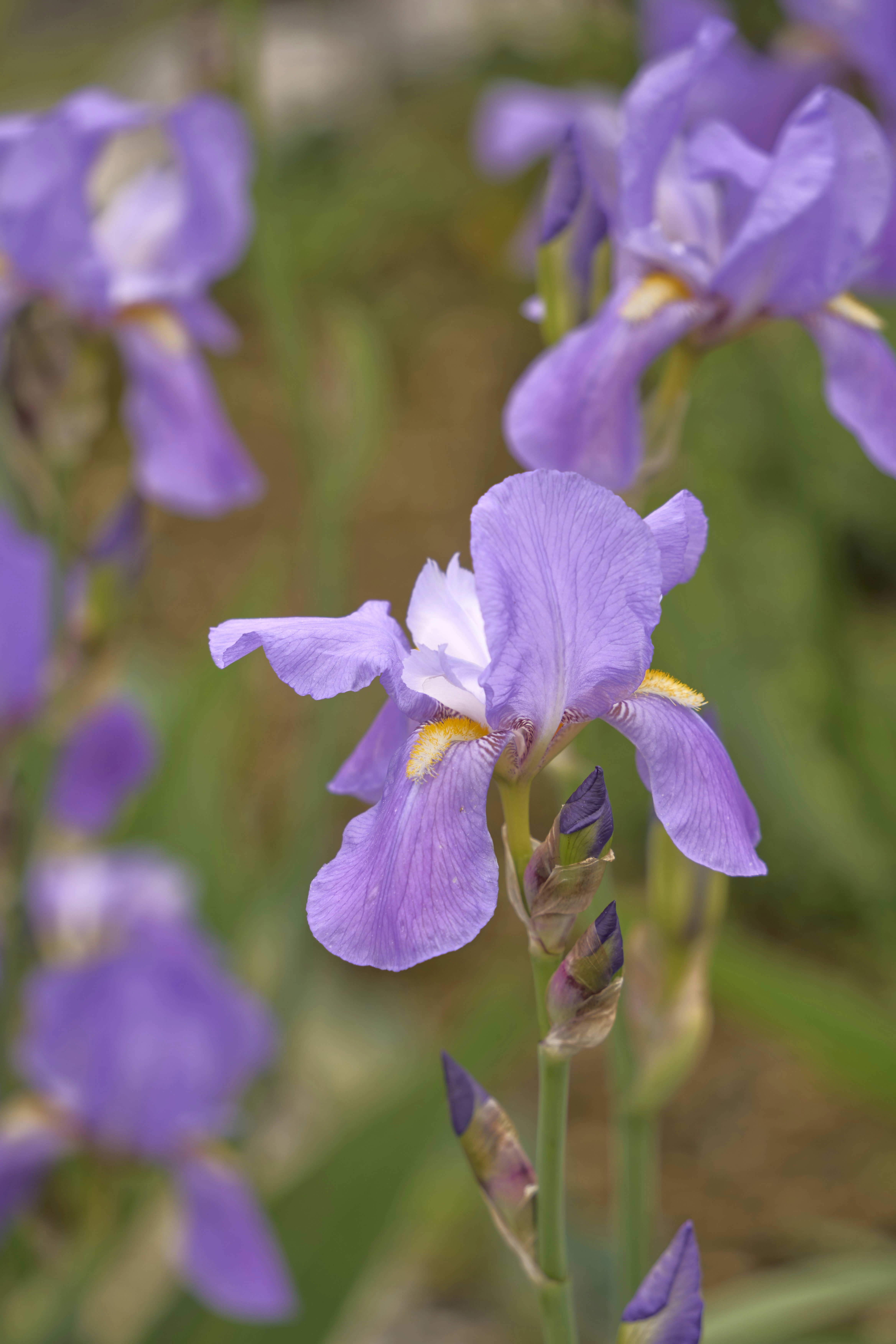 Photo by wolfgang_hasselmann