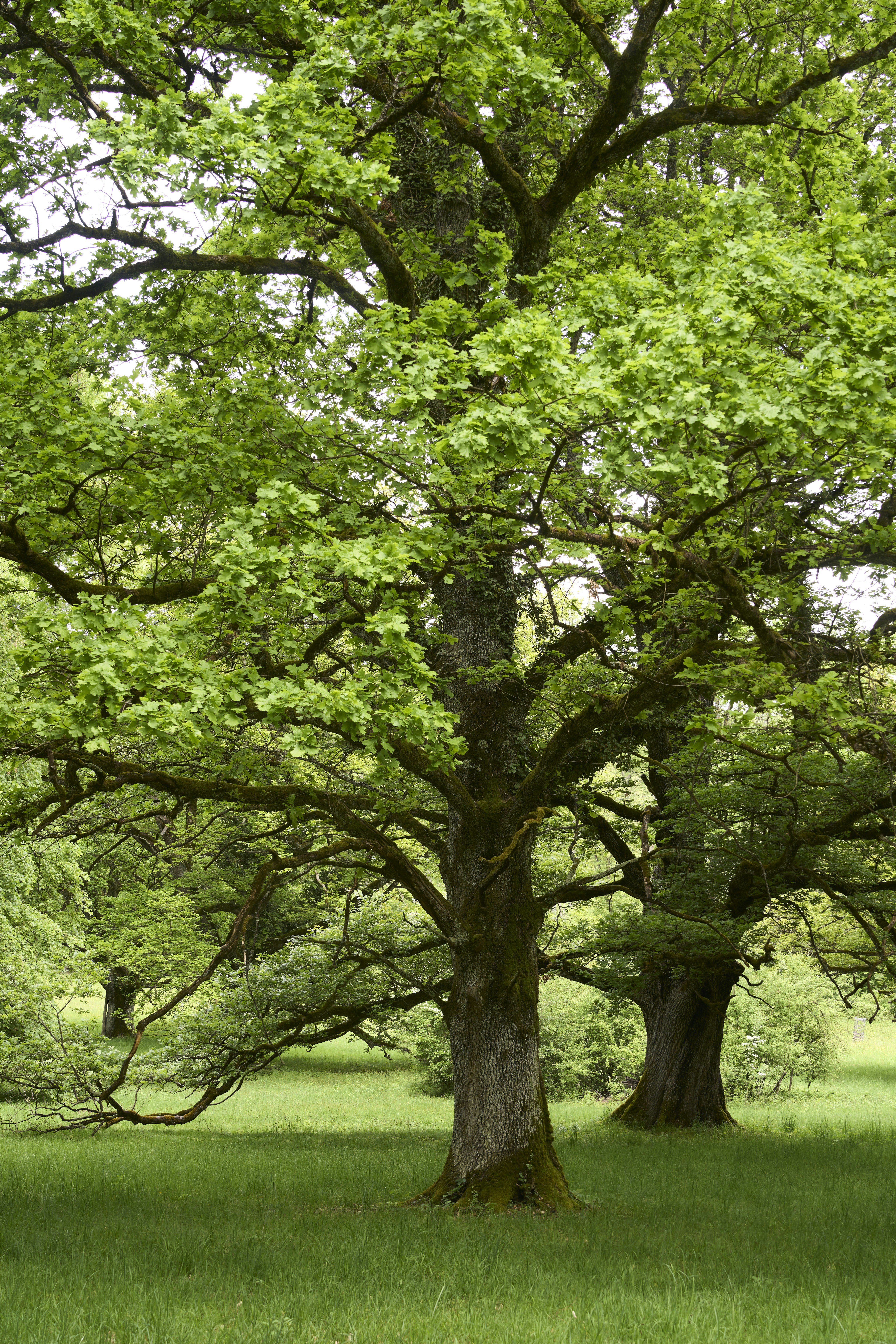 Photo by wolfgang_hasselmann