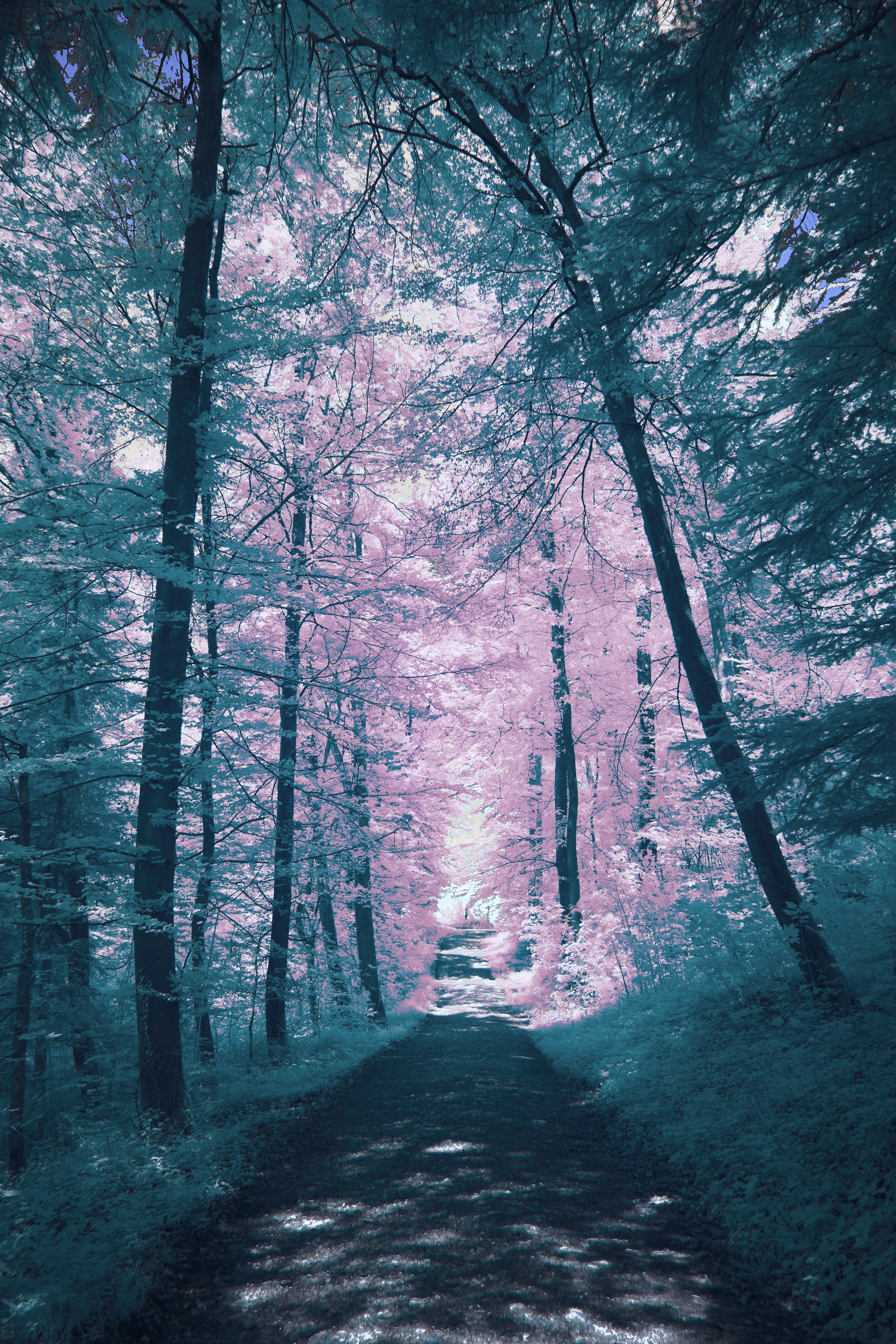 Photo by wolfgang_hasselmann