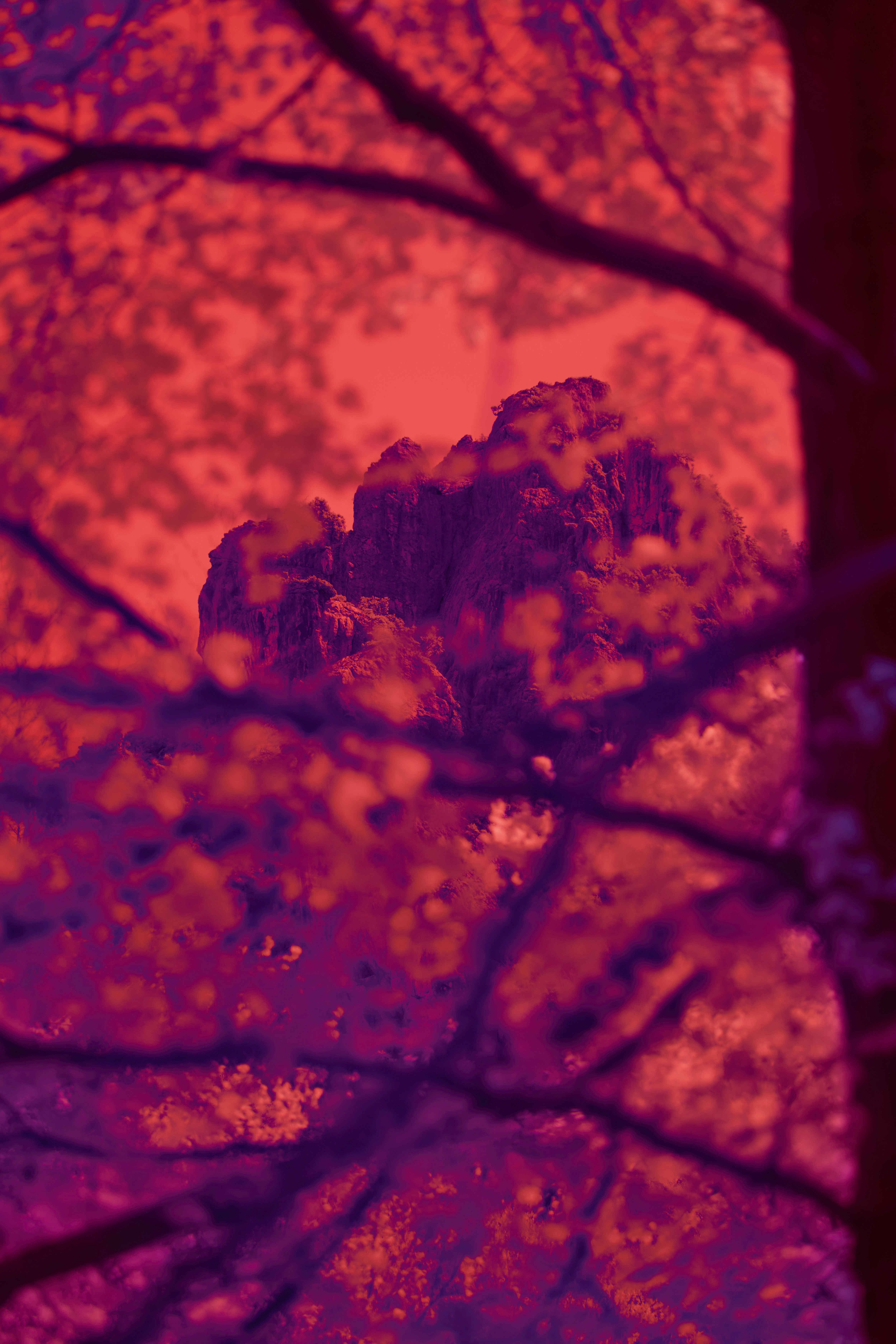 Photo by wolfgang_hasselmann