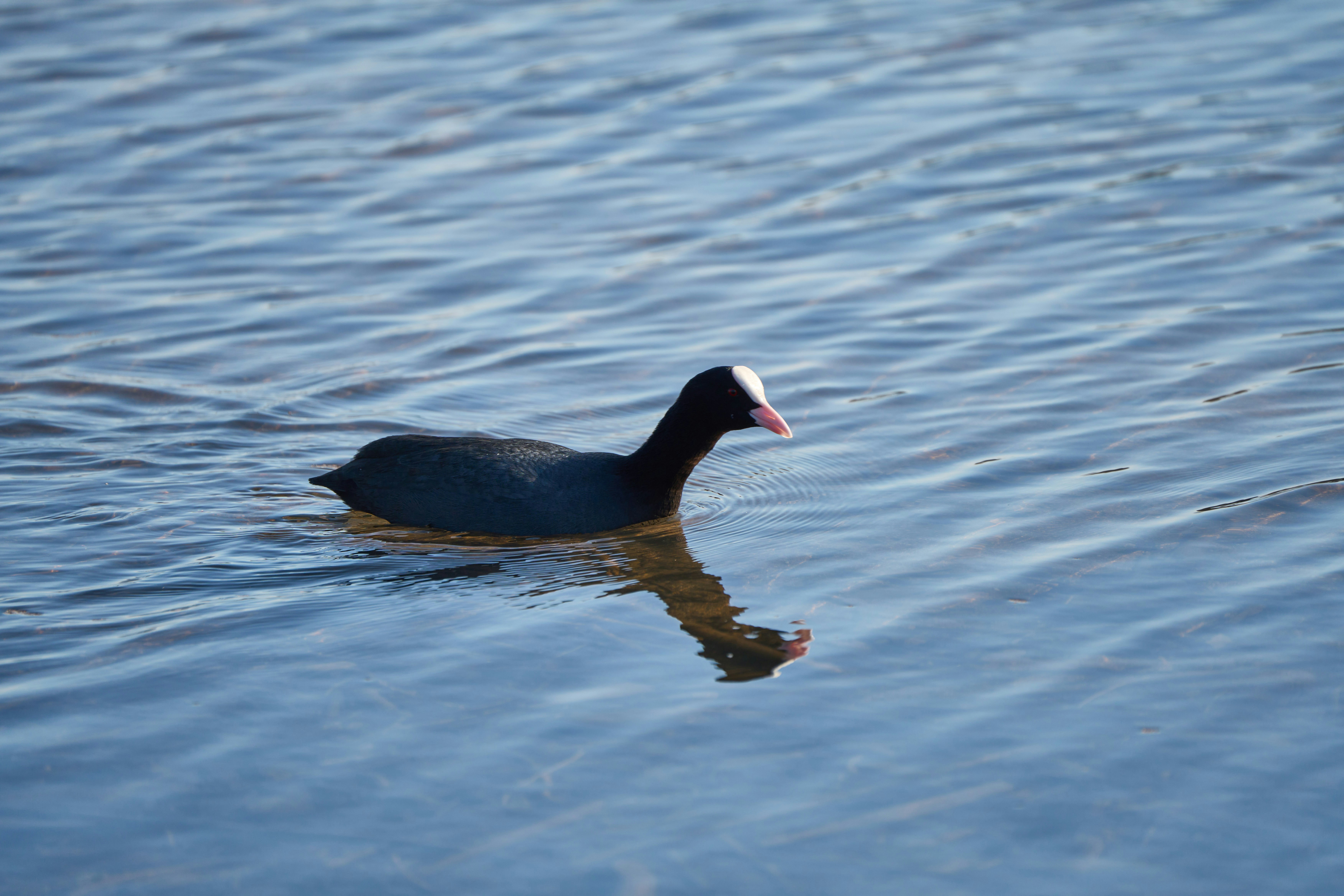 Photo by wolfgang_hasselmann