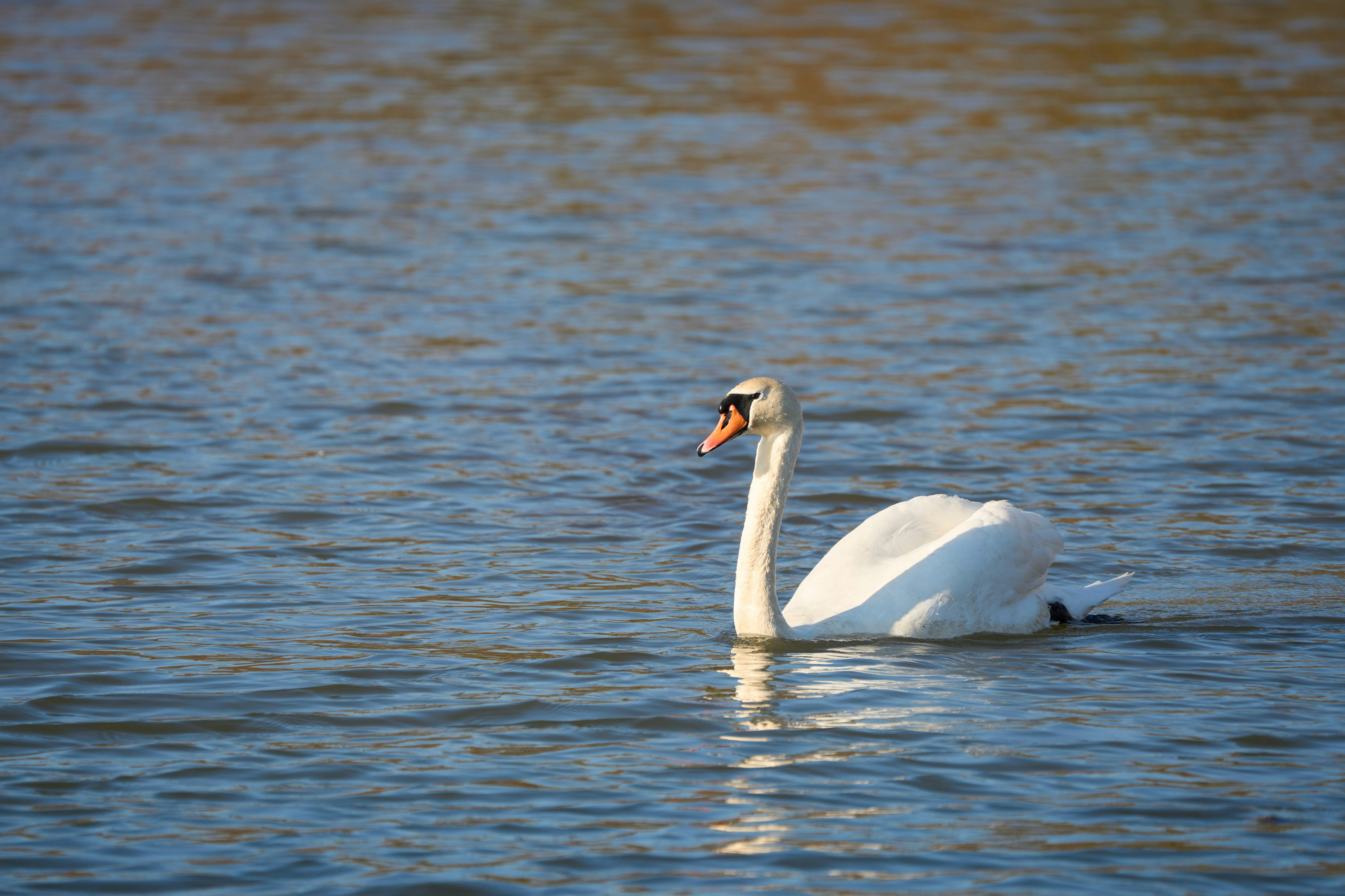 Photo by wolfgang_hasselmann