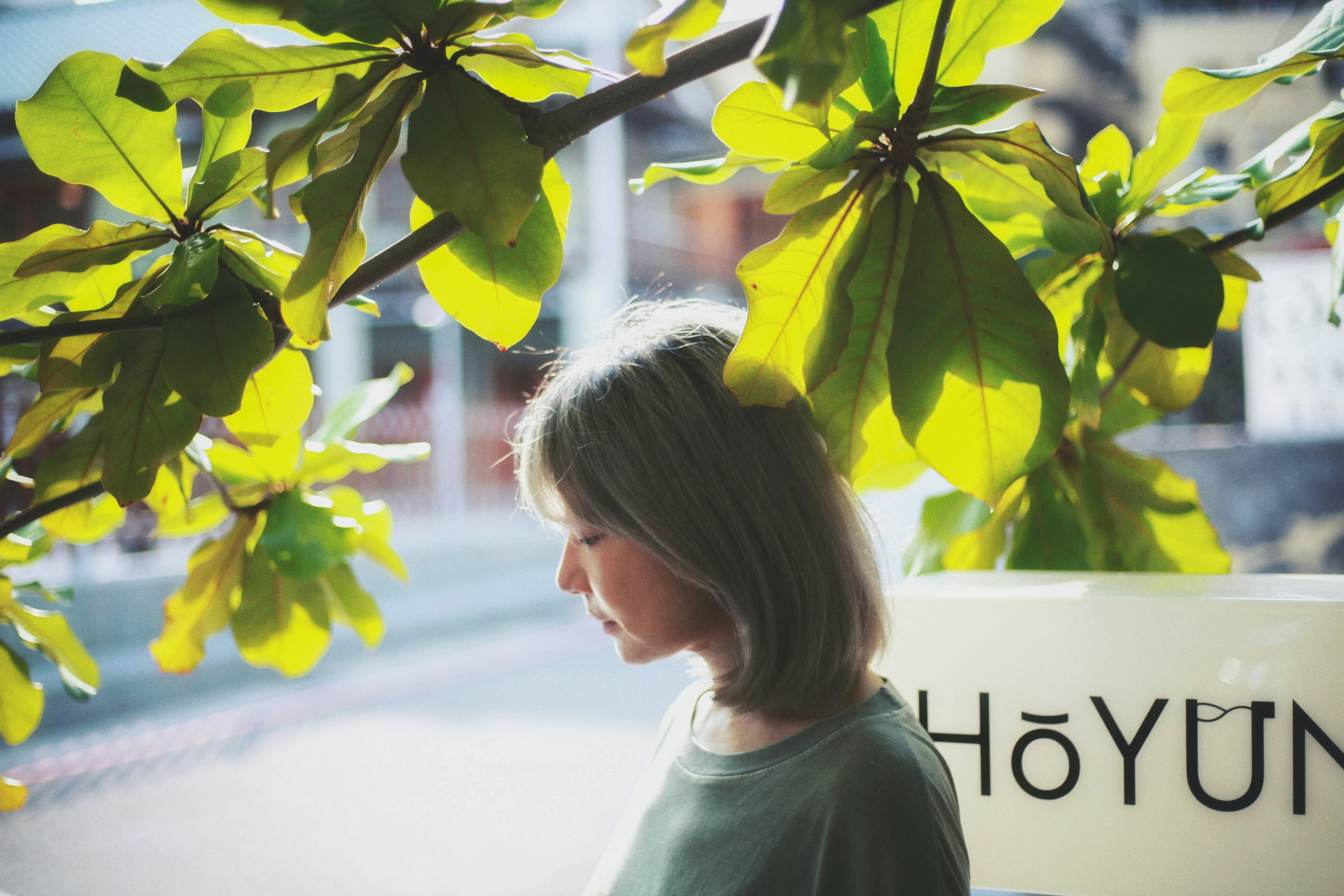 호야 키우기 초보자를 위한 관리 가이드 이미지1