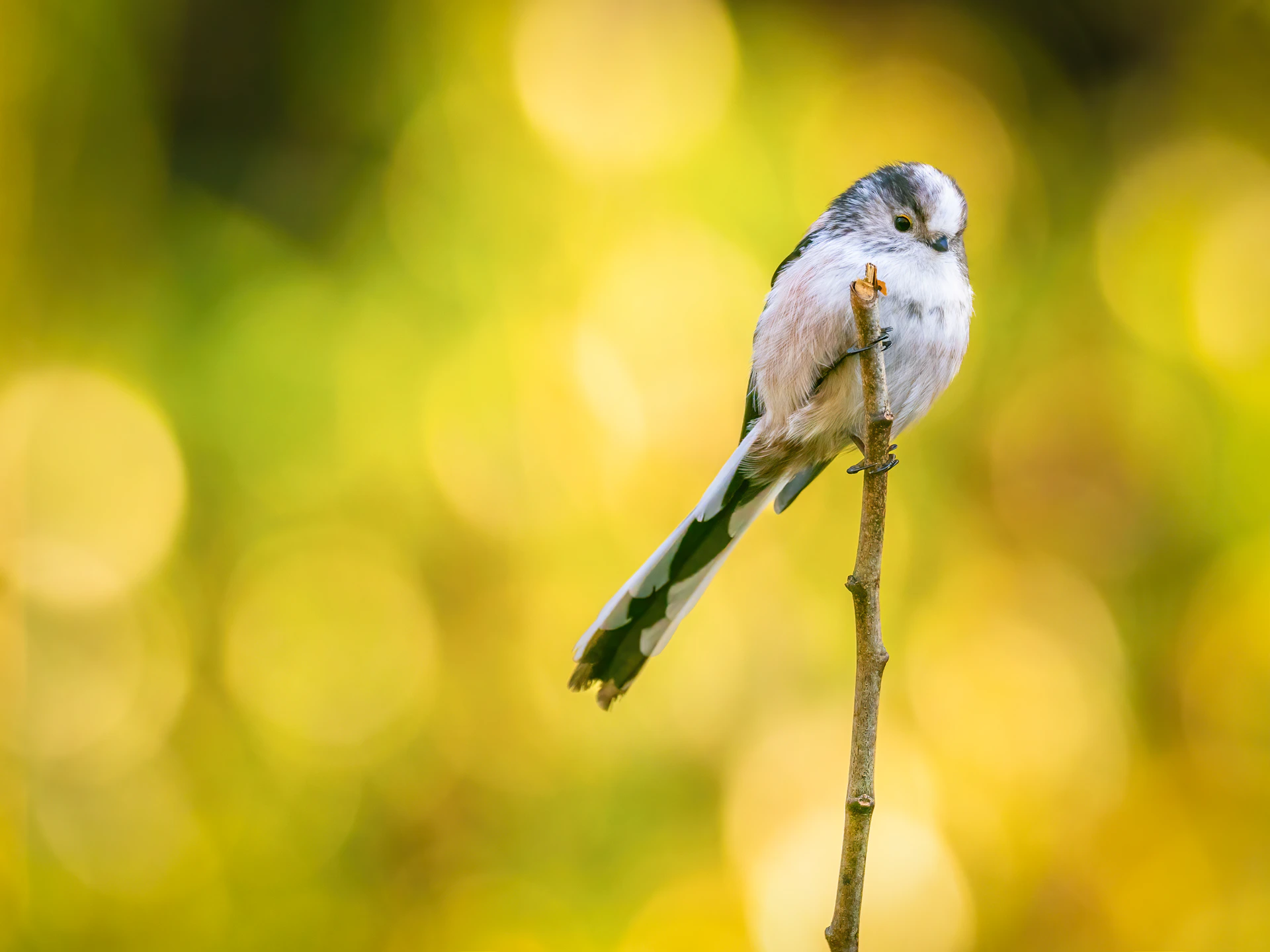 A small bird sitting on top of a tree branch