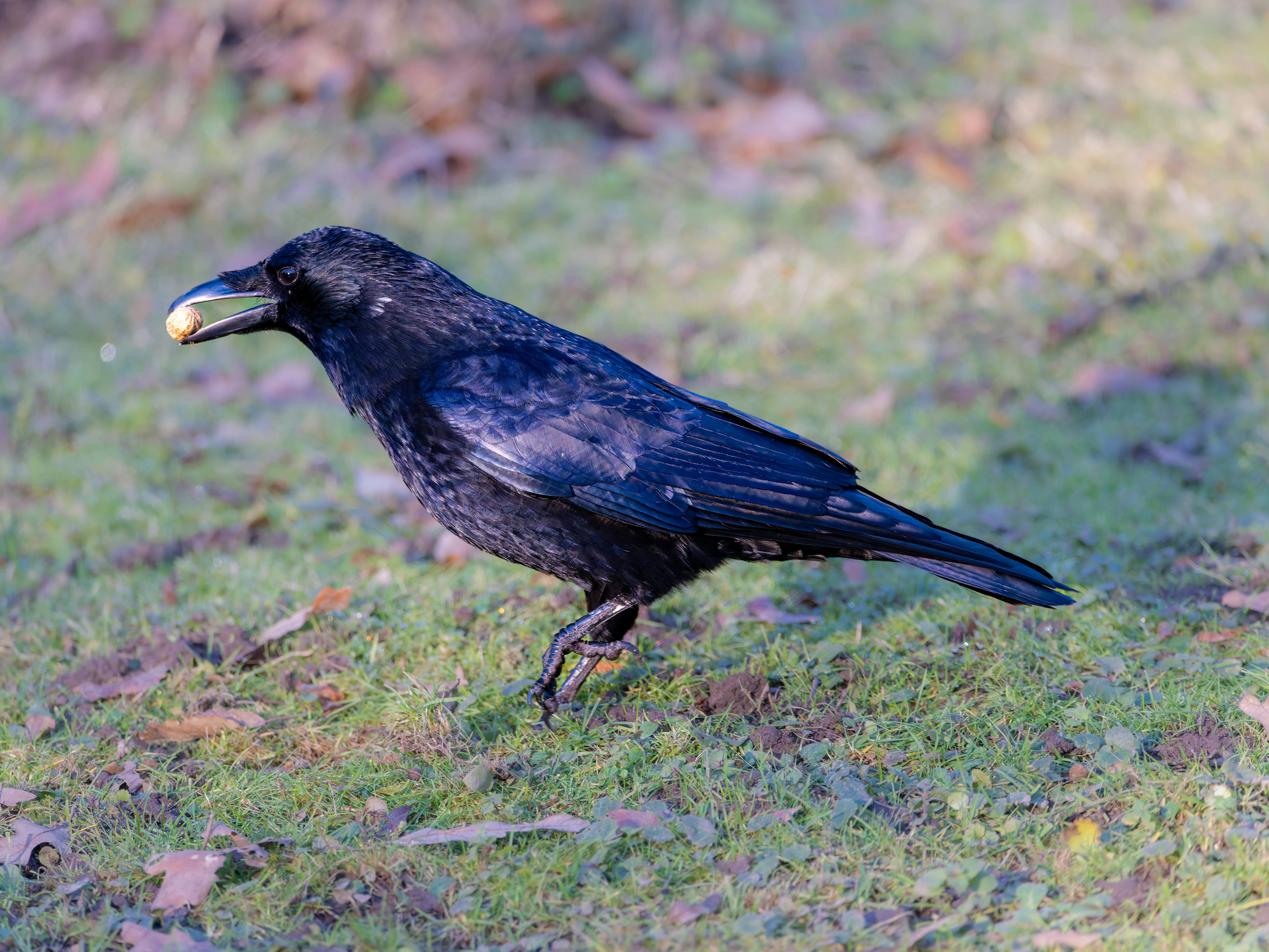 Photo by siegfriedpoepperl