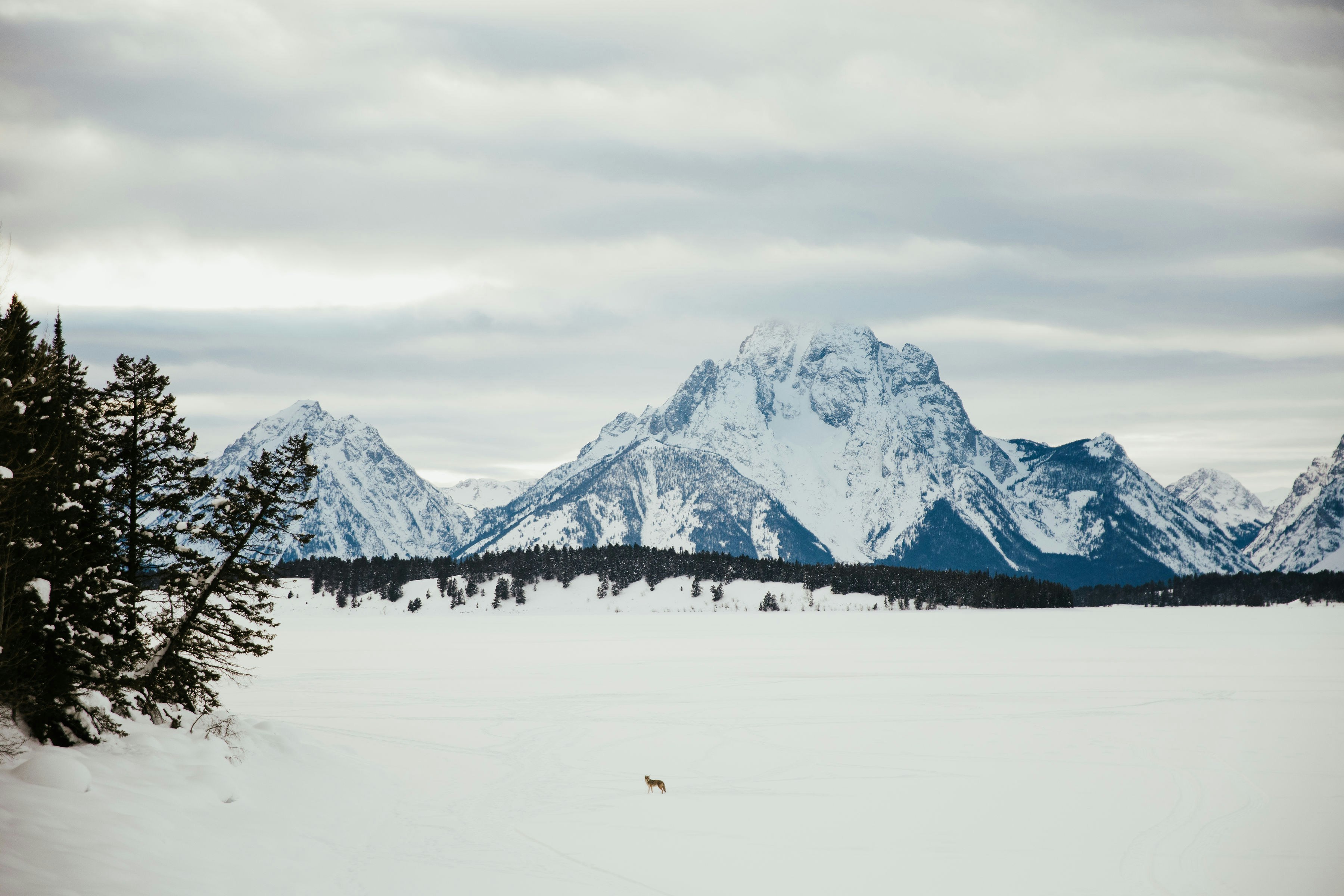 A snow covered field with trees and mountains in the background