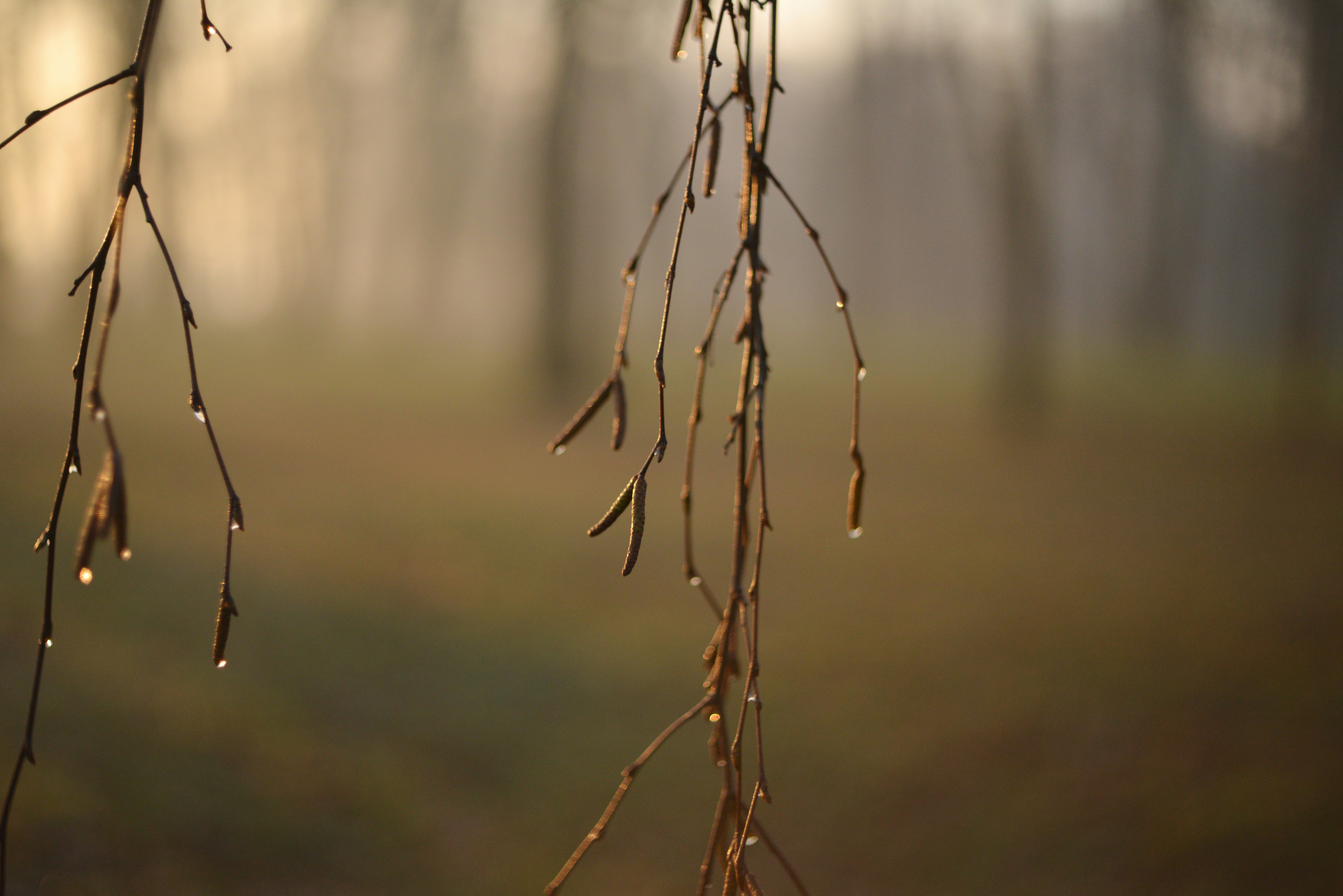 Photo by cherstve_pechivo