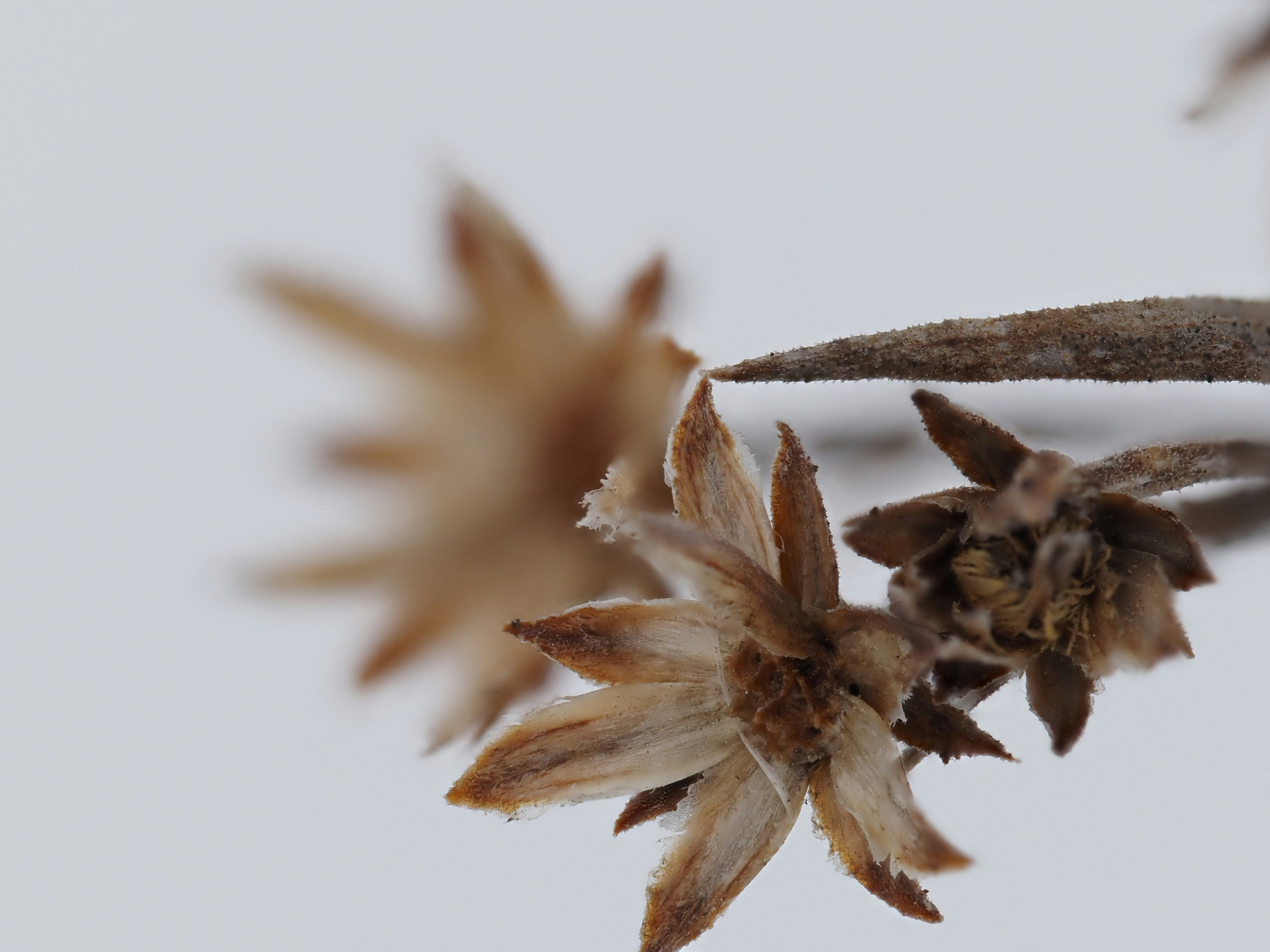 וְאֵין לָנוּ יוֹתֵר מֵאַהֲבָה לְהַצִּיעַ אַהֲבָ� 1