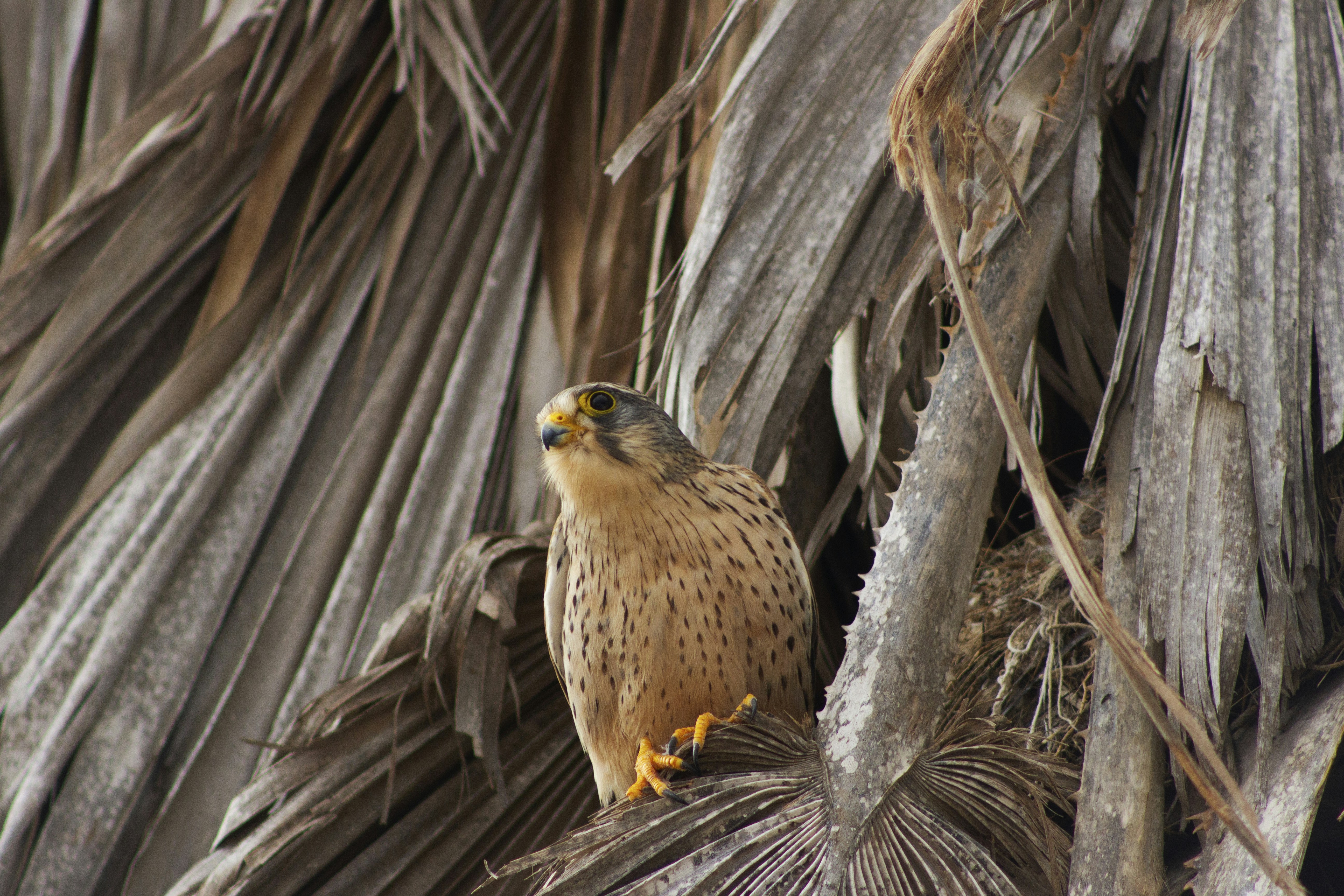 A bird perched on top of a palm tree