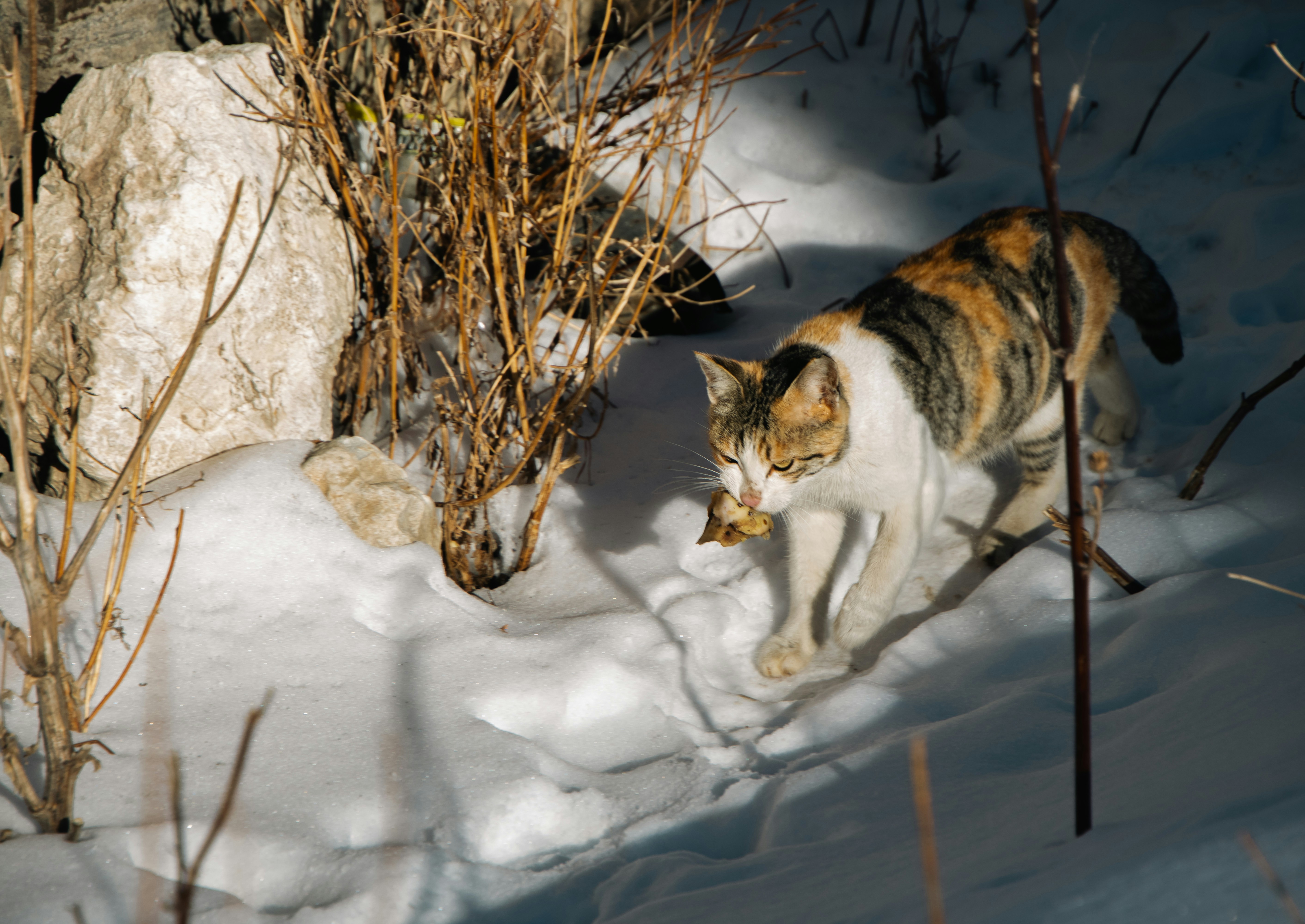 A cat walking in the snow next to a rock