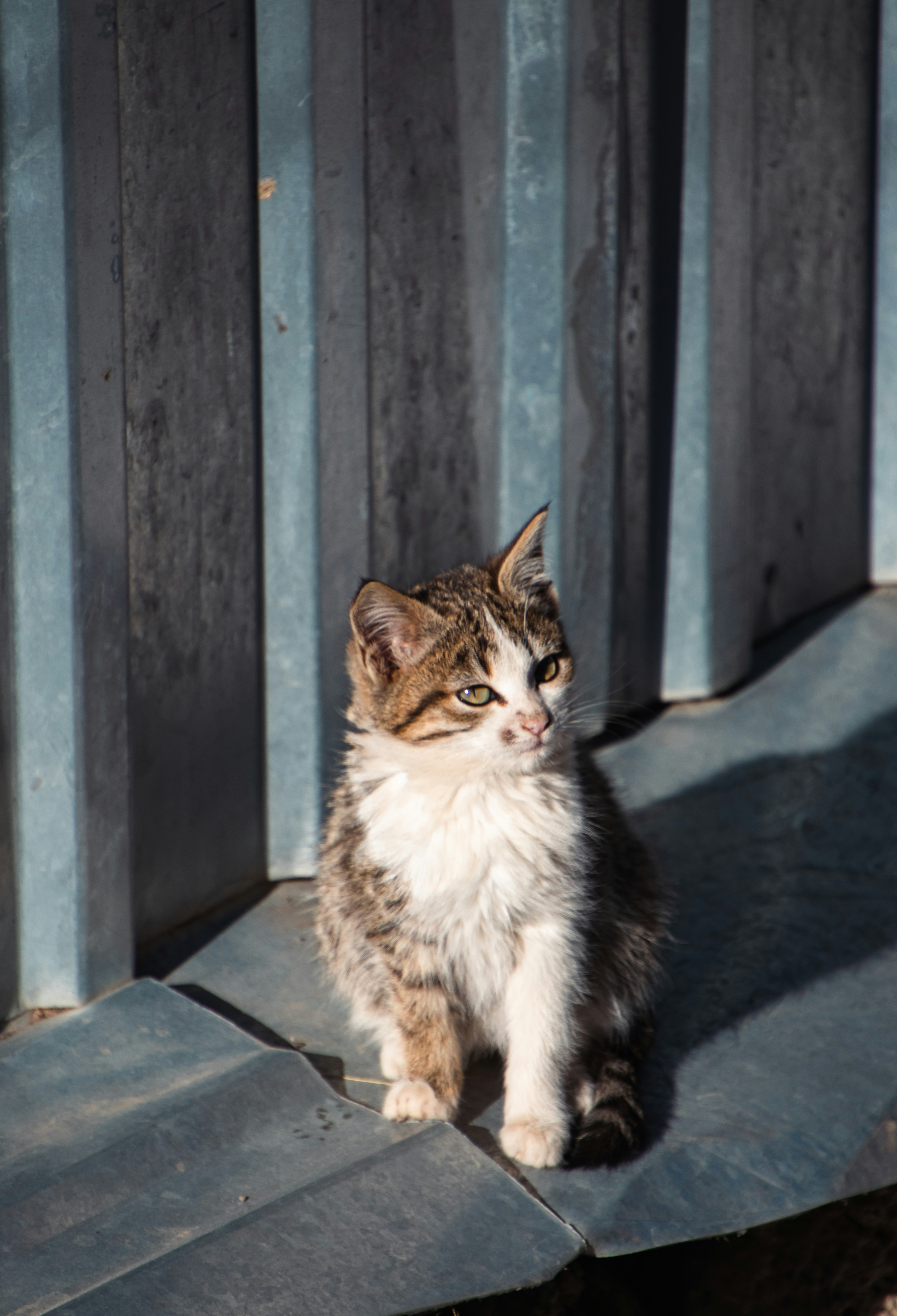 A cat sitting on top of a wooden bench