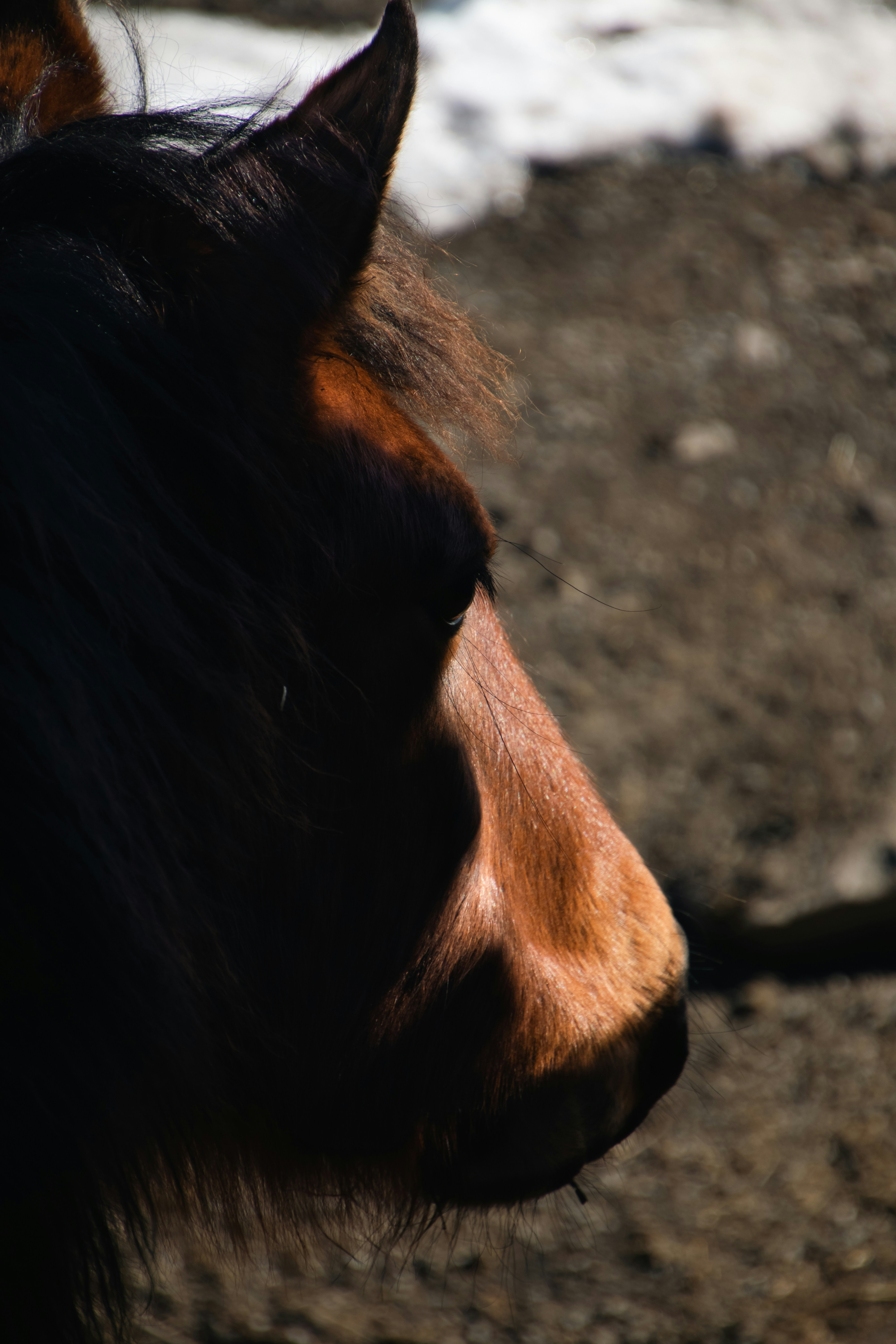 A close up of a horse's head with snow in the background