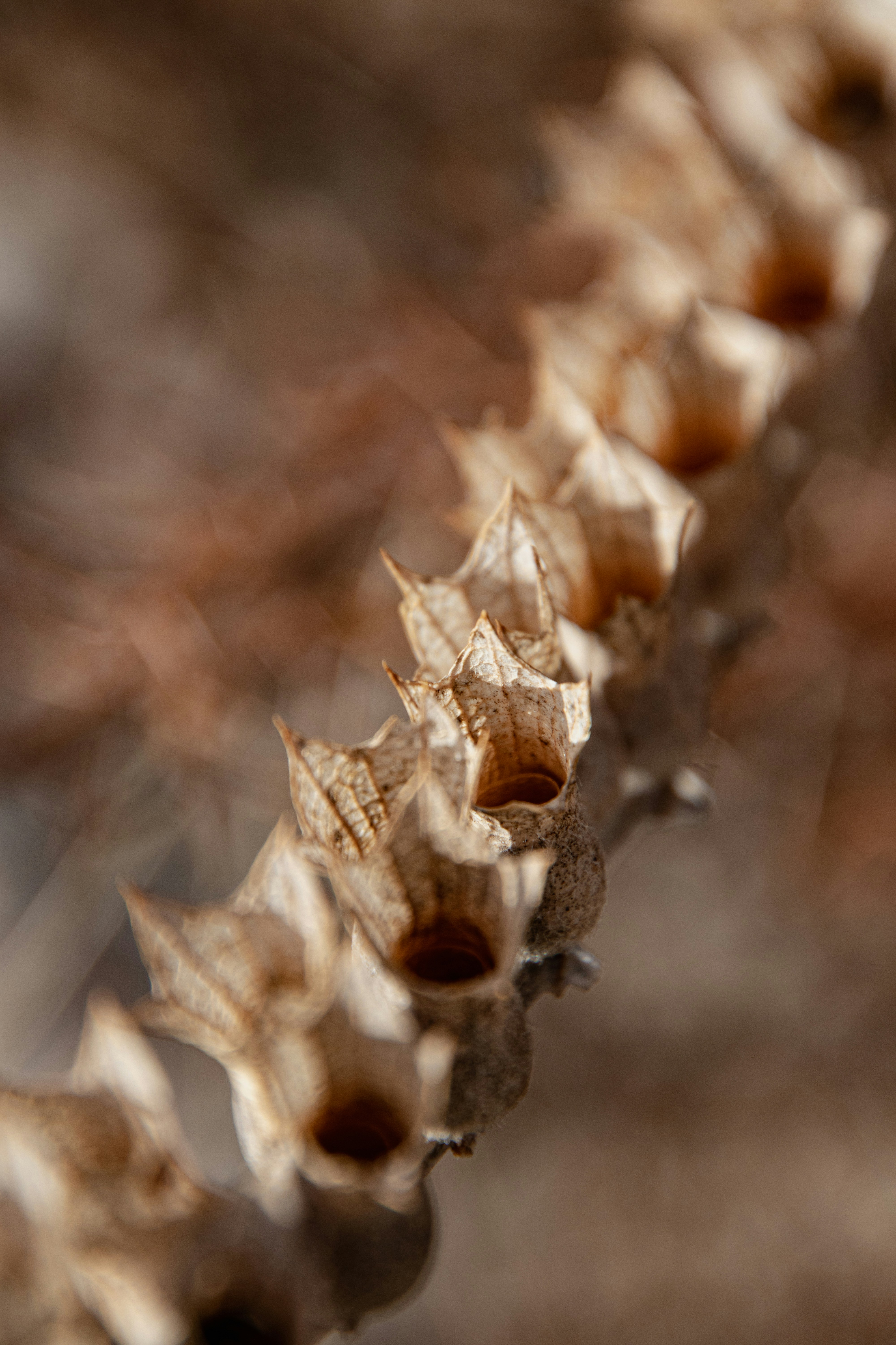 A close up of a plant with a blurry background